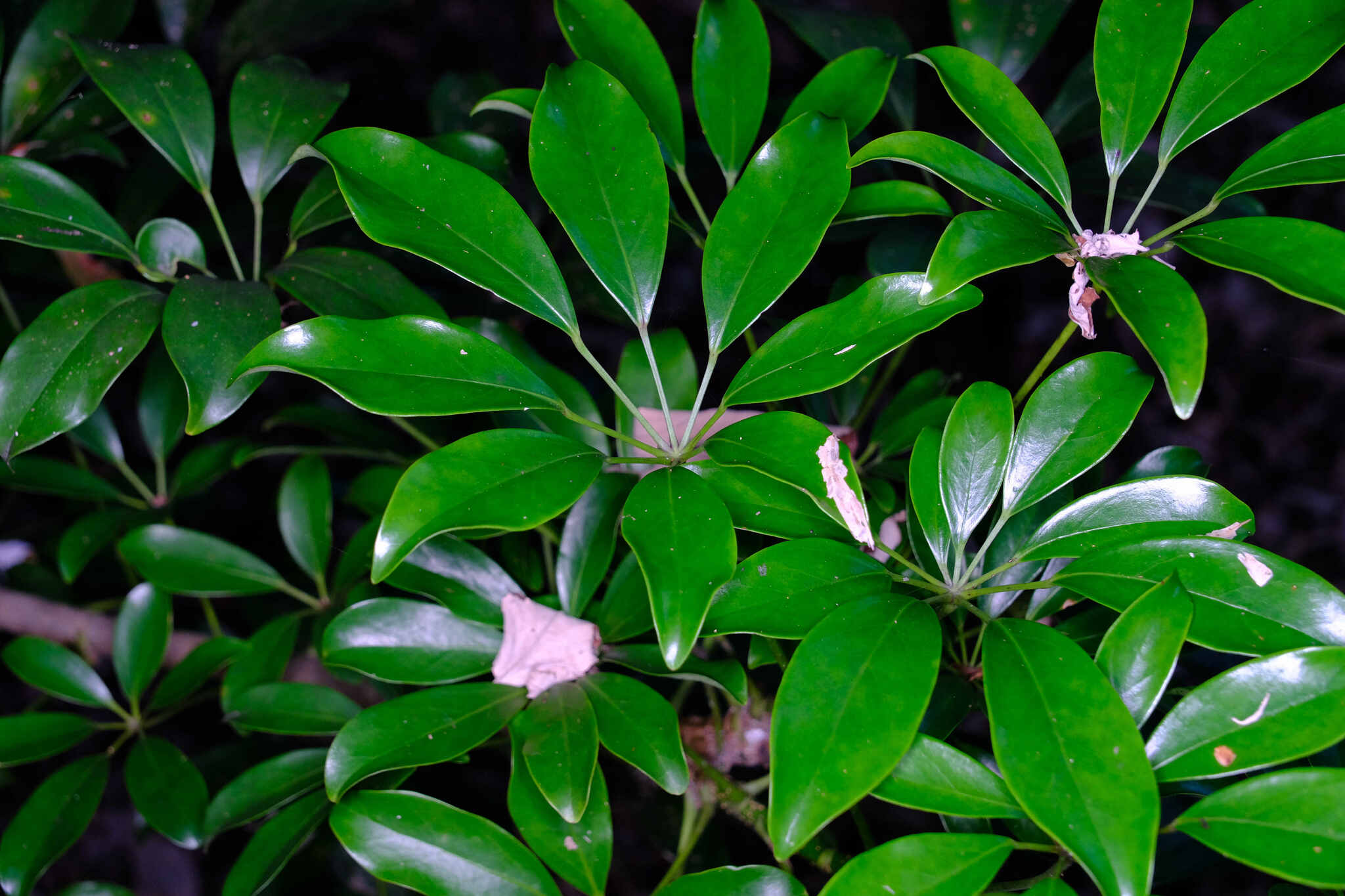 Photograph of Heptapleurum