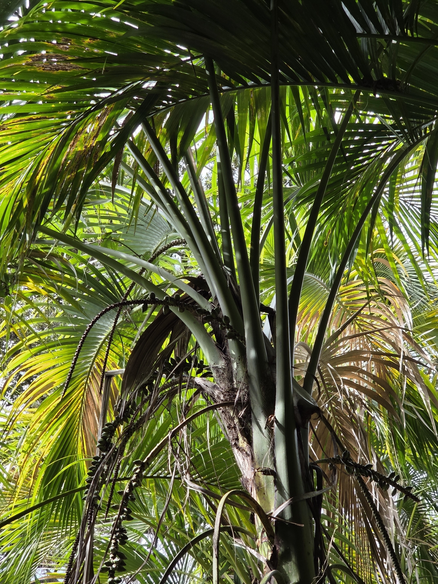 Photograph of Kentia Palm