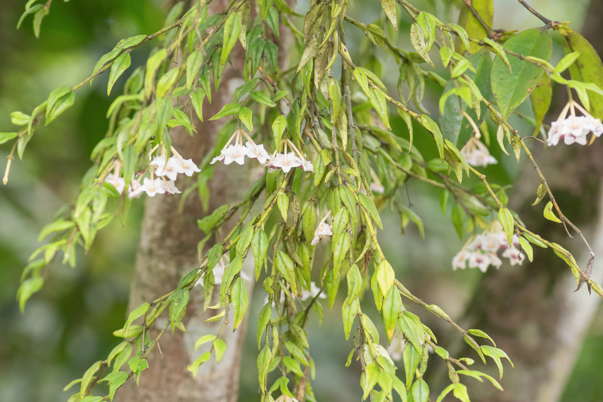 Photograph of Hoya