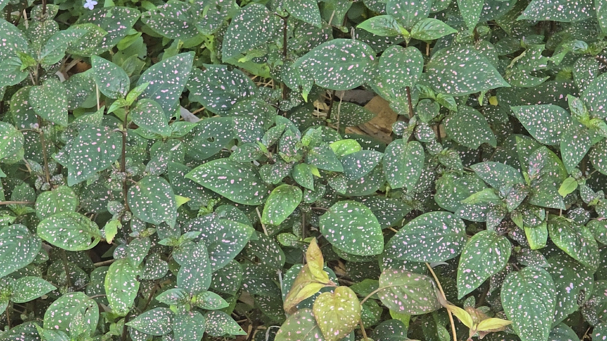 Photograph of Polka Dot Plant