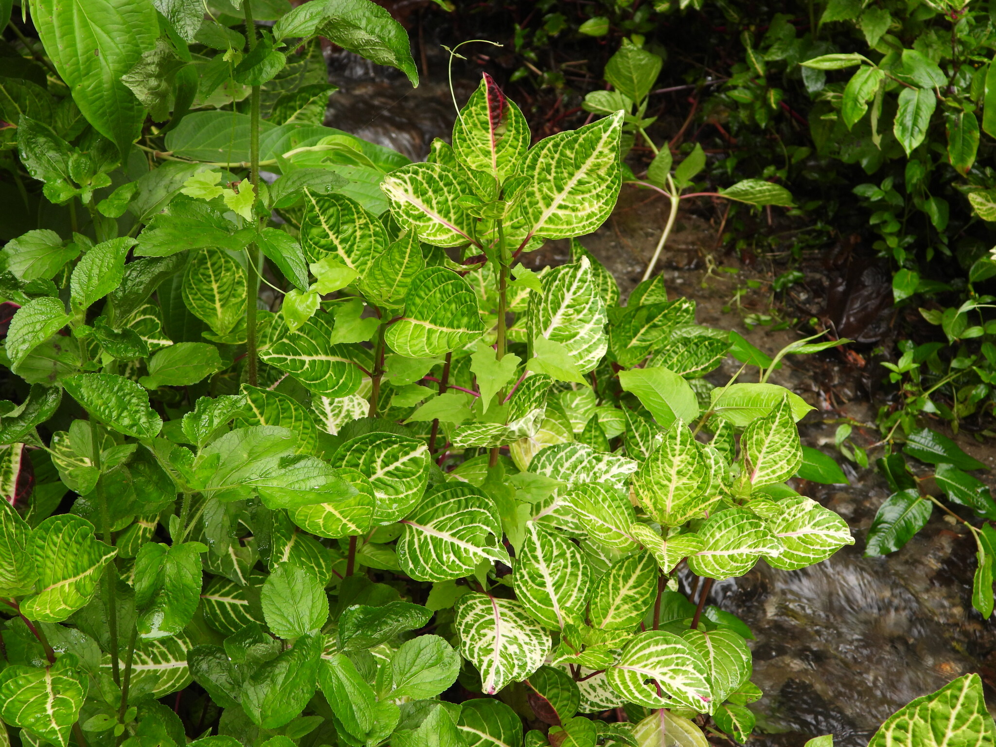 Photograph of Iresine