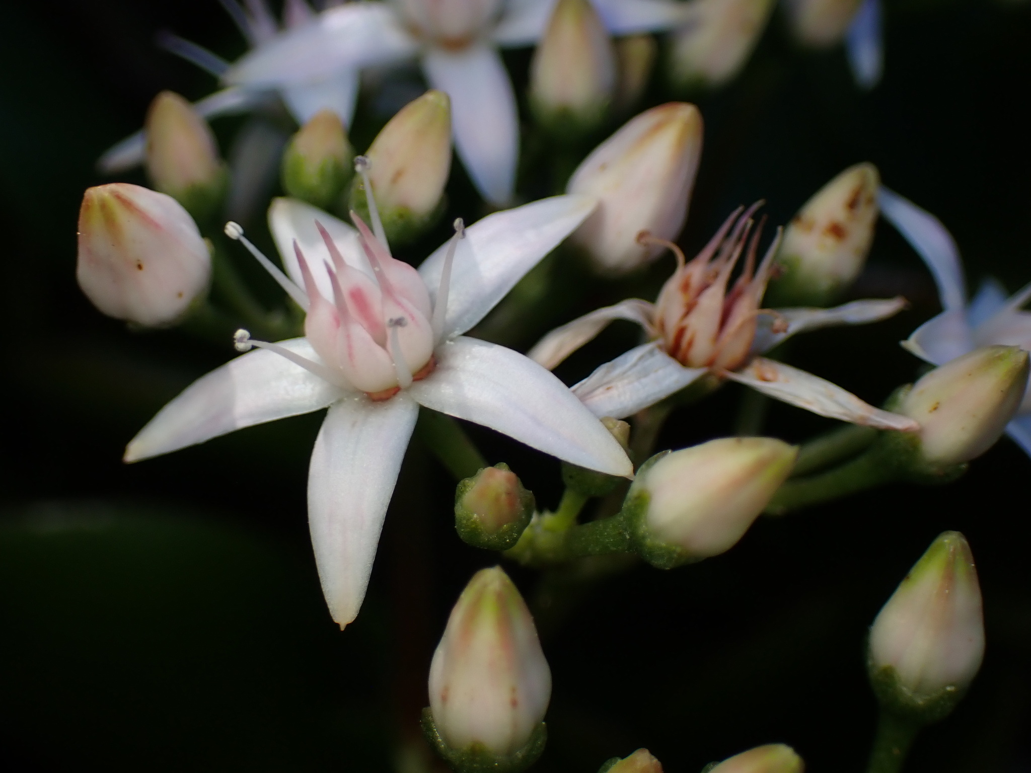 Photograph of Jade Plant