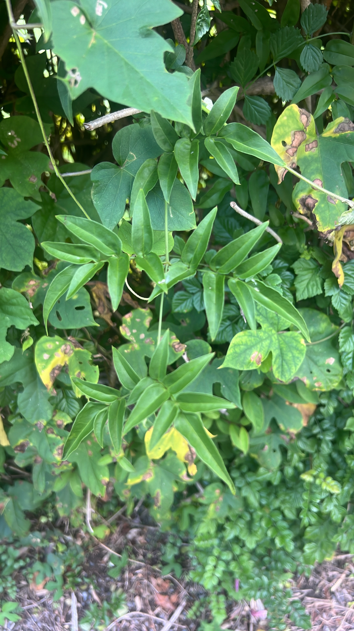 Photograph of Indoor Jasmine