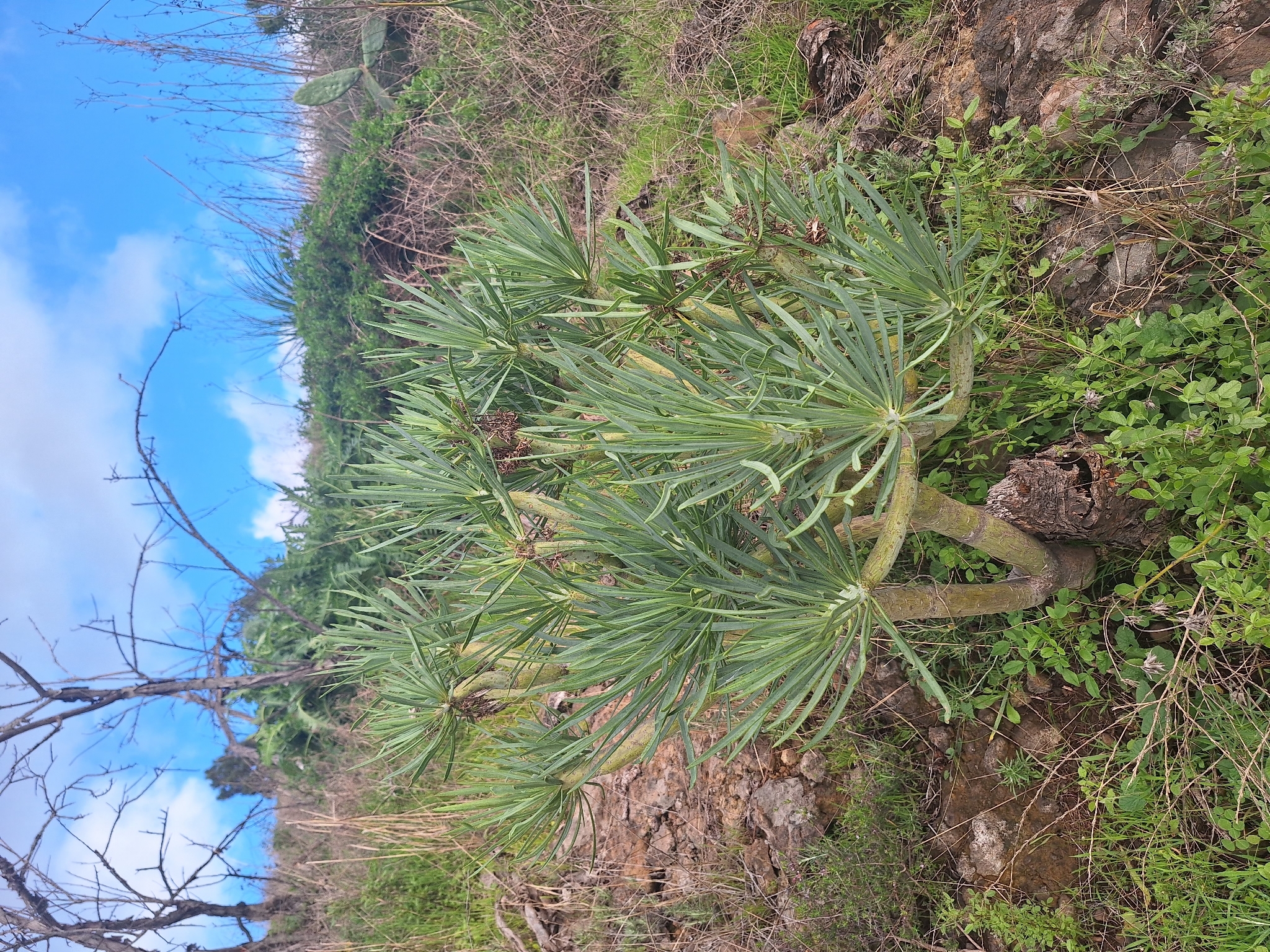 Photograph of Kleinia