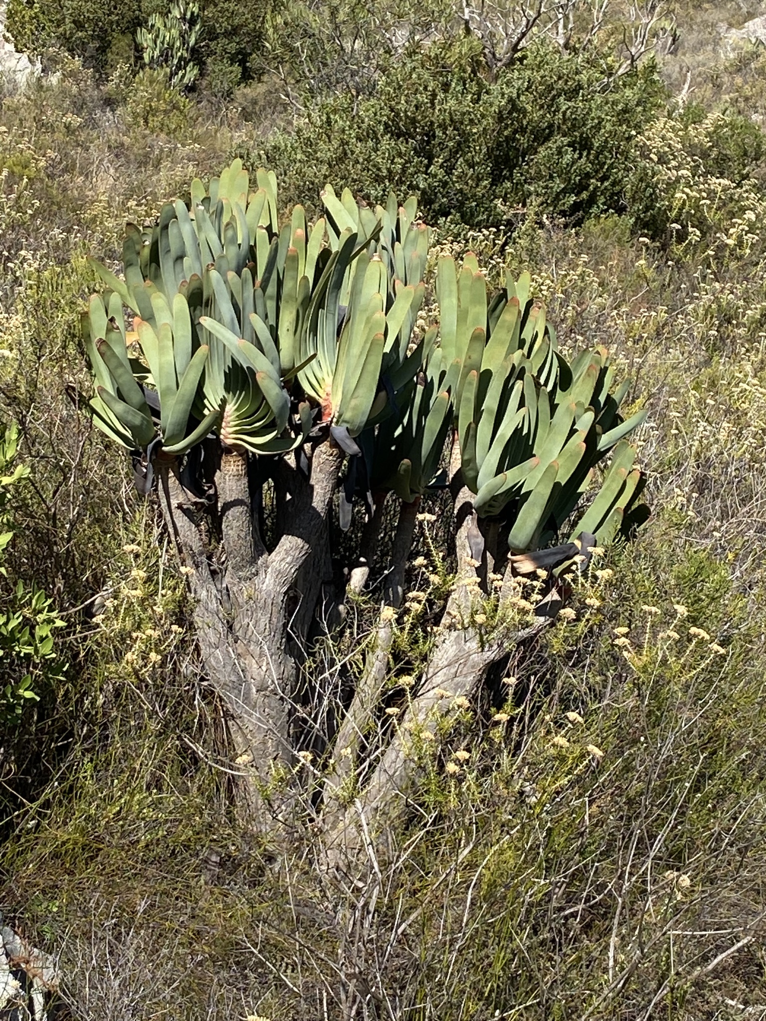 Photograph of Kumara