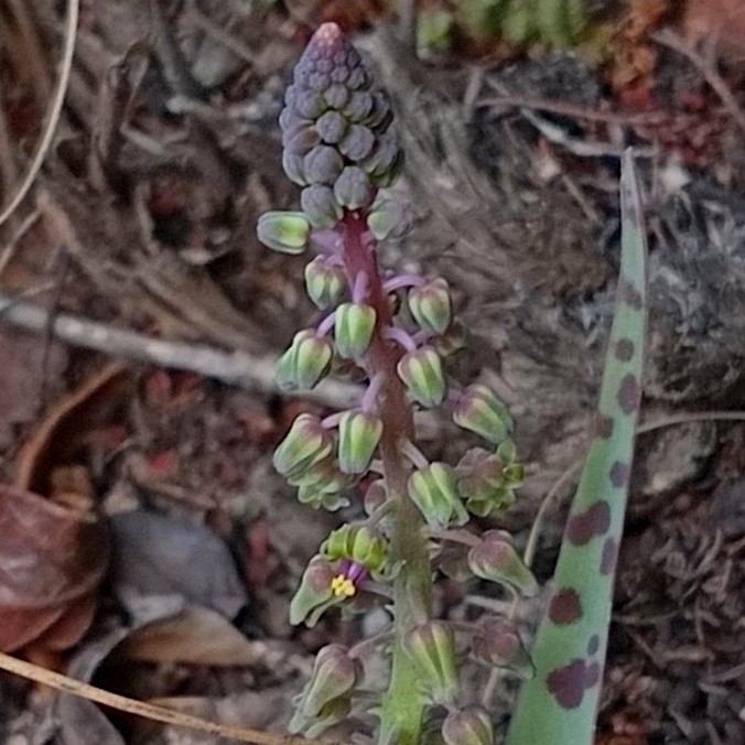 Photograph of Ledebouria