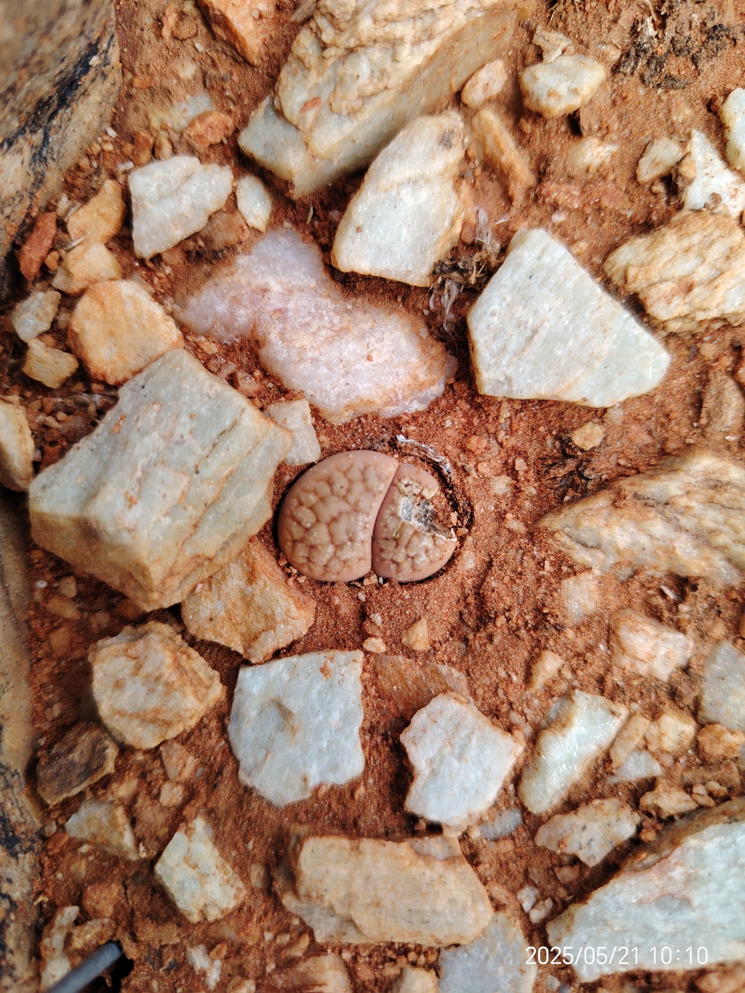Photograph of Lithops