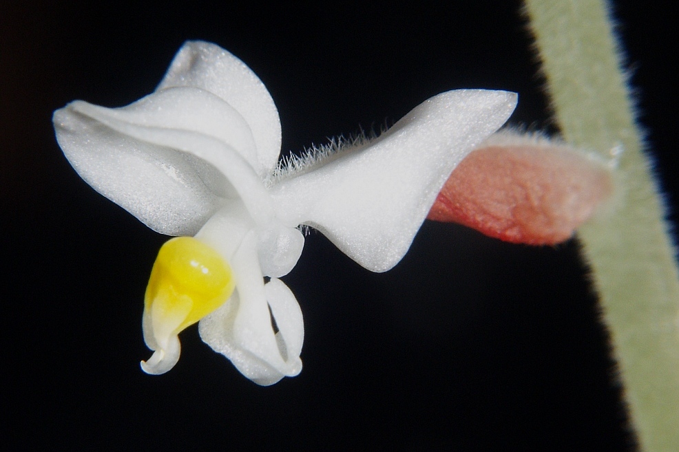 Photograph of Jewel Orchid