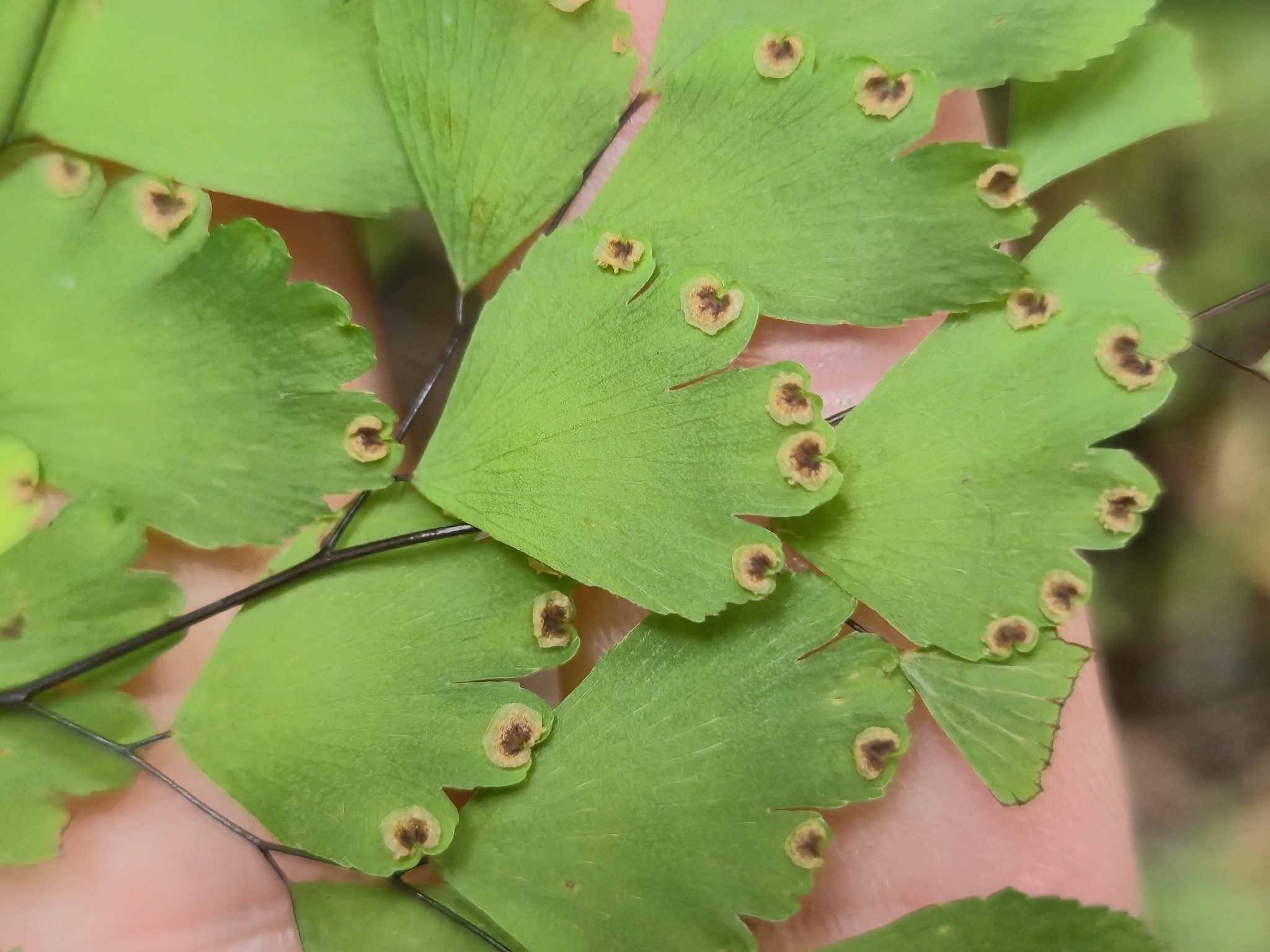 Photograph of Maidenhair Fern