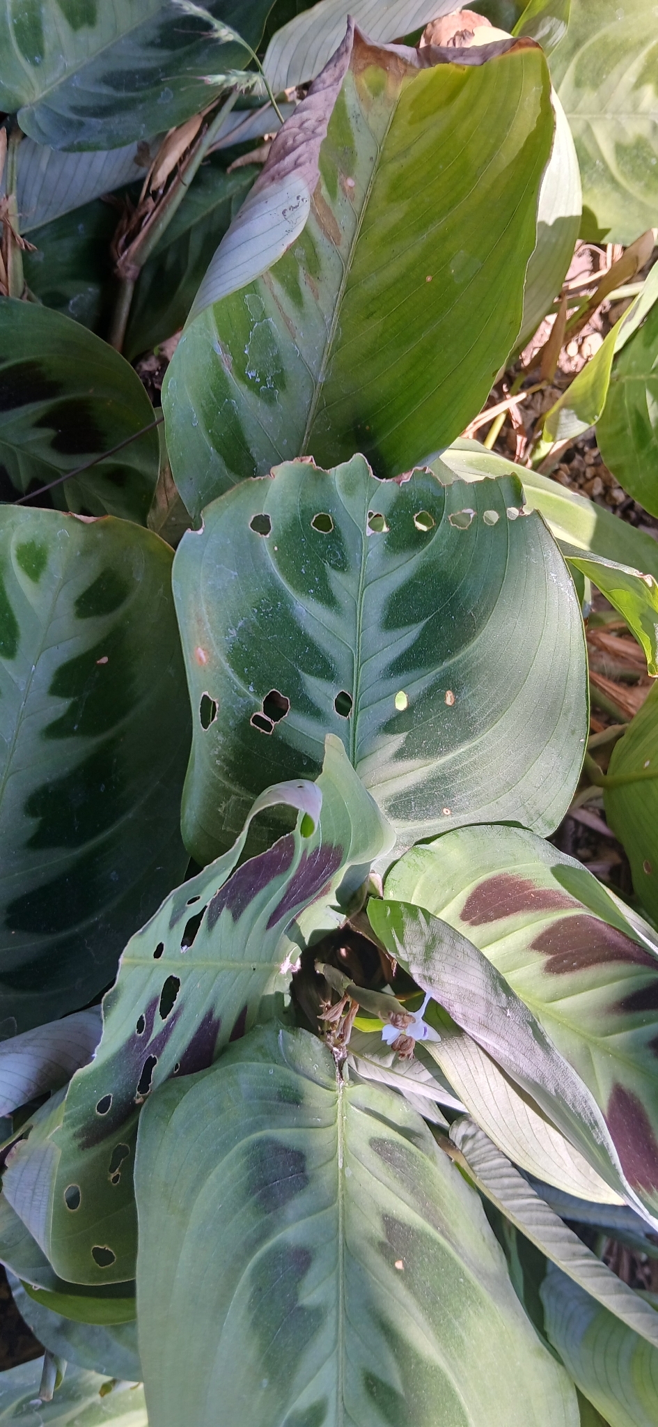 Photograph of Maranta (Prayer Plant)