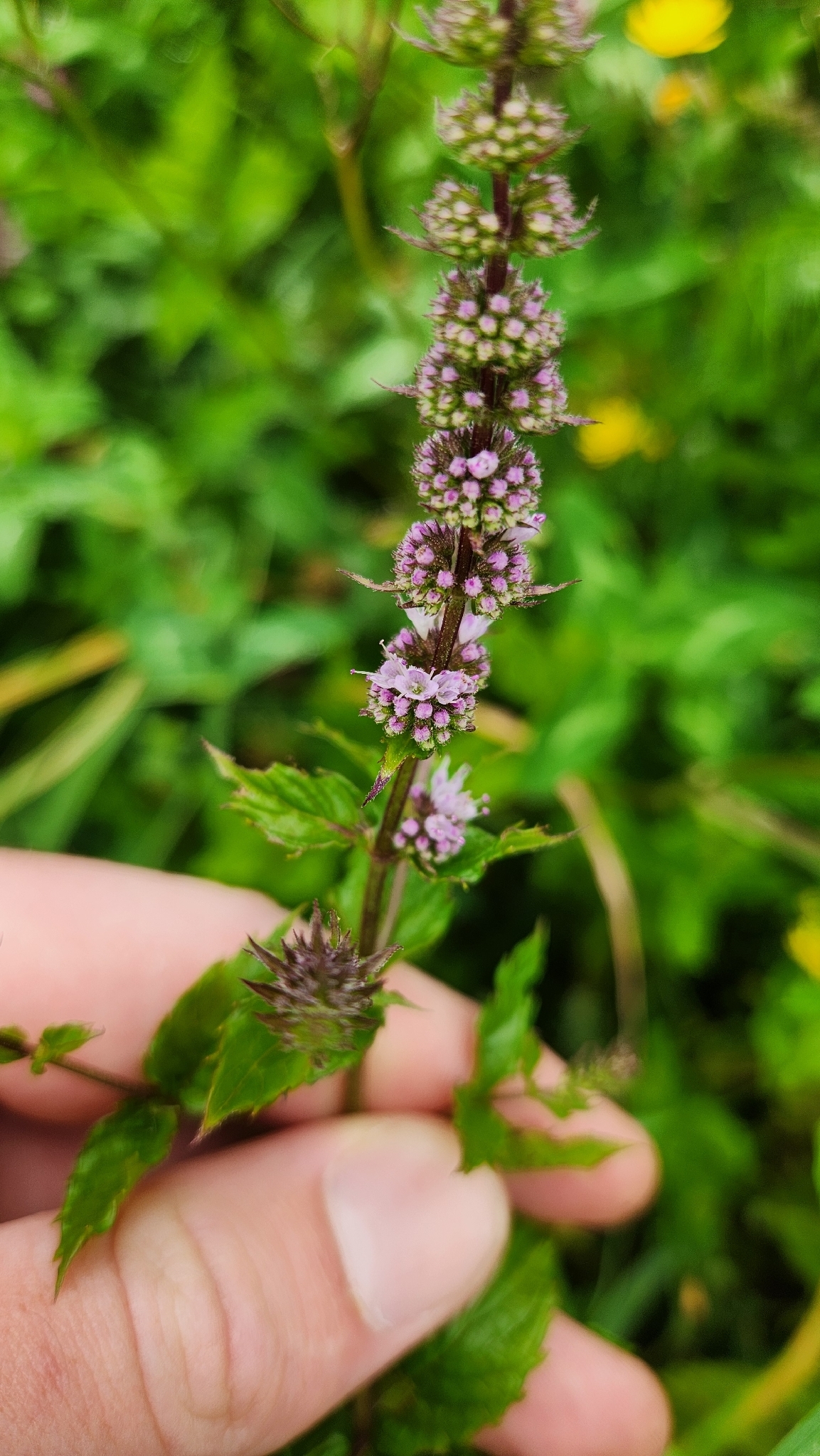 Photograph of Mint (Indoor)