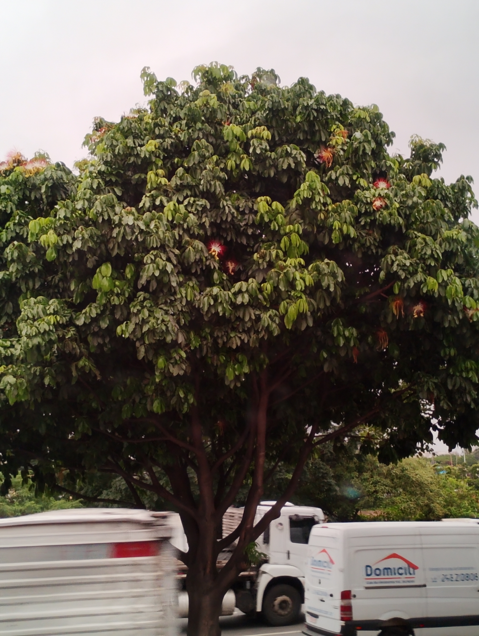 Photograph of Money Tree