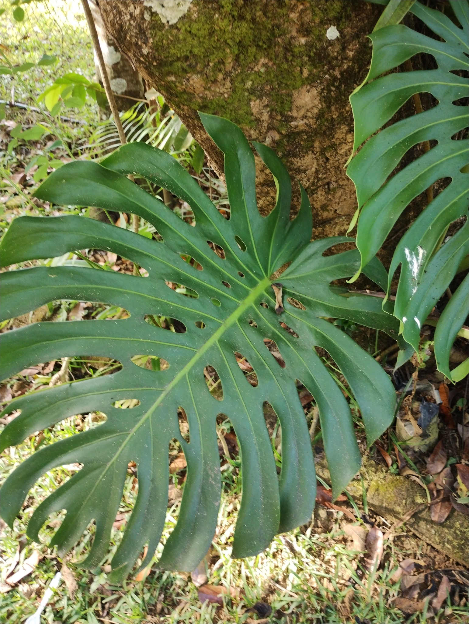 Photograph of Swiss Cheese Plant