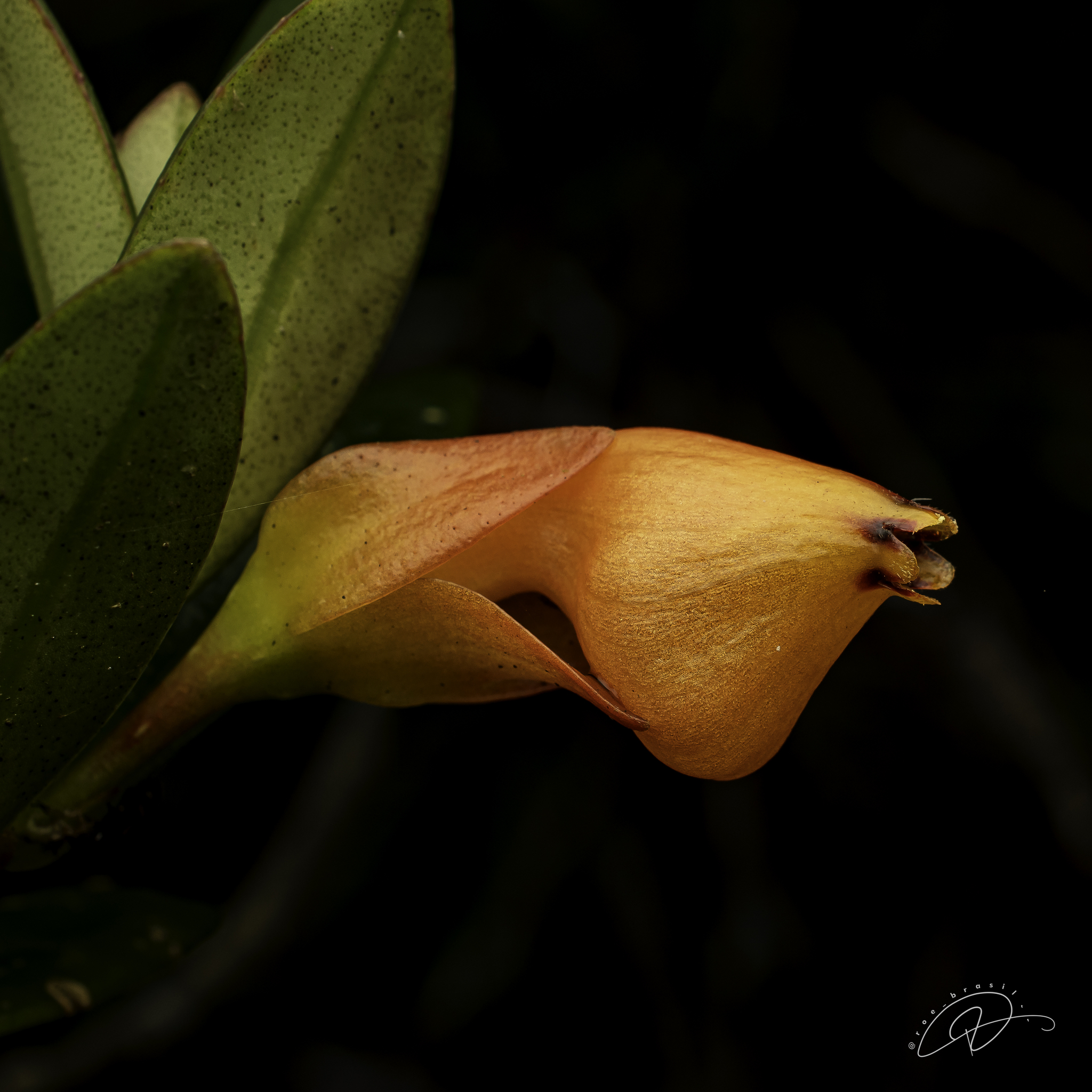 Photograph of Goldfish Plant (Nematanthus)
