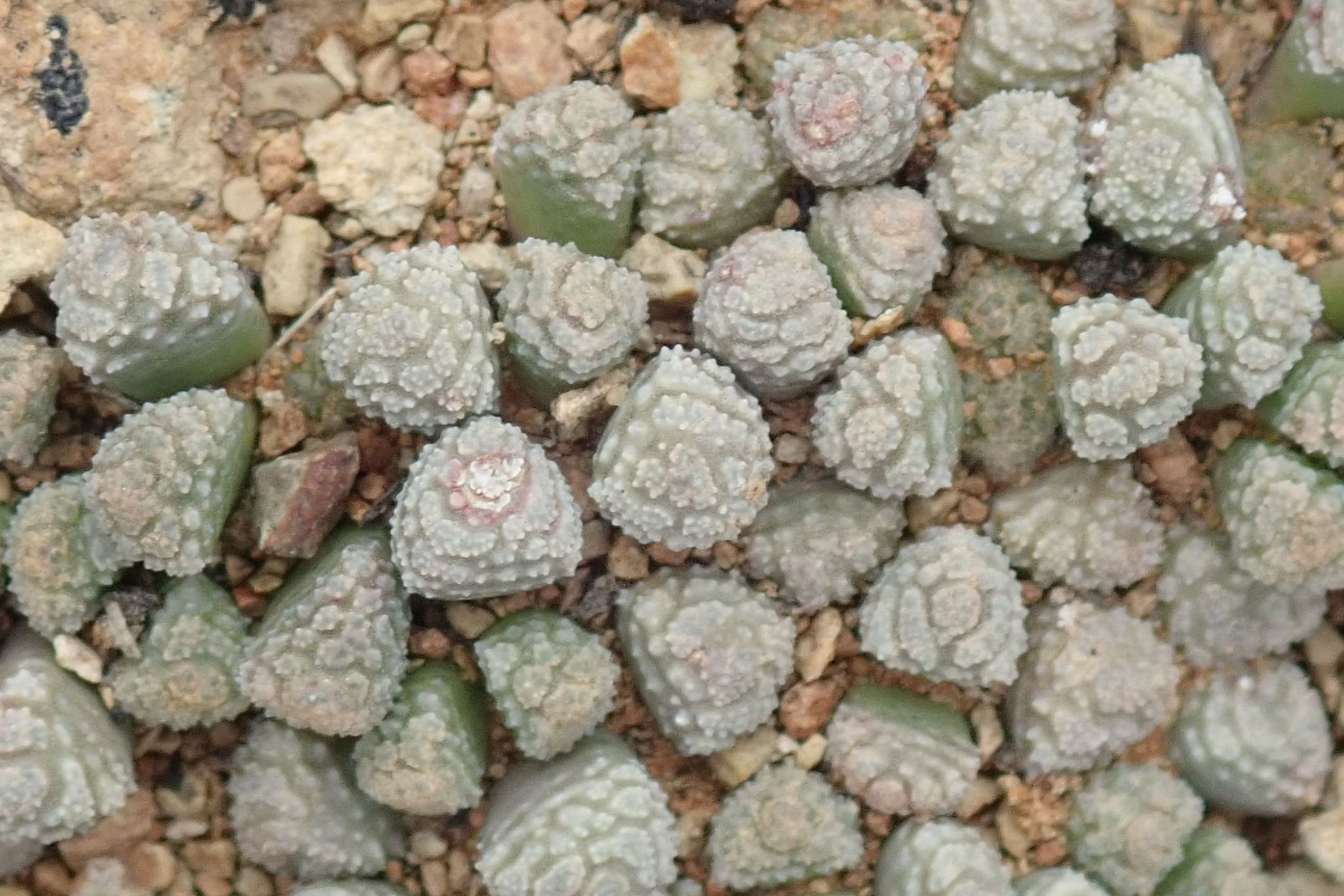 Photograph of Neohenricia