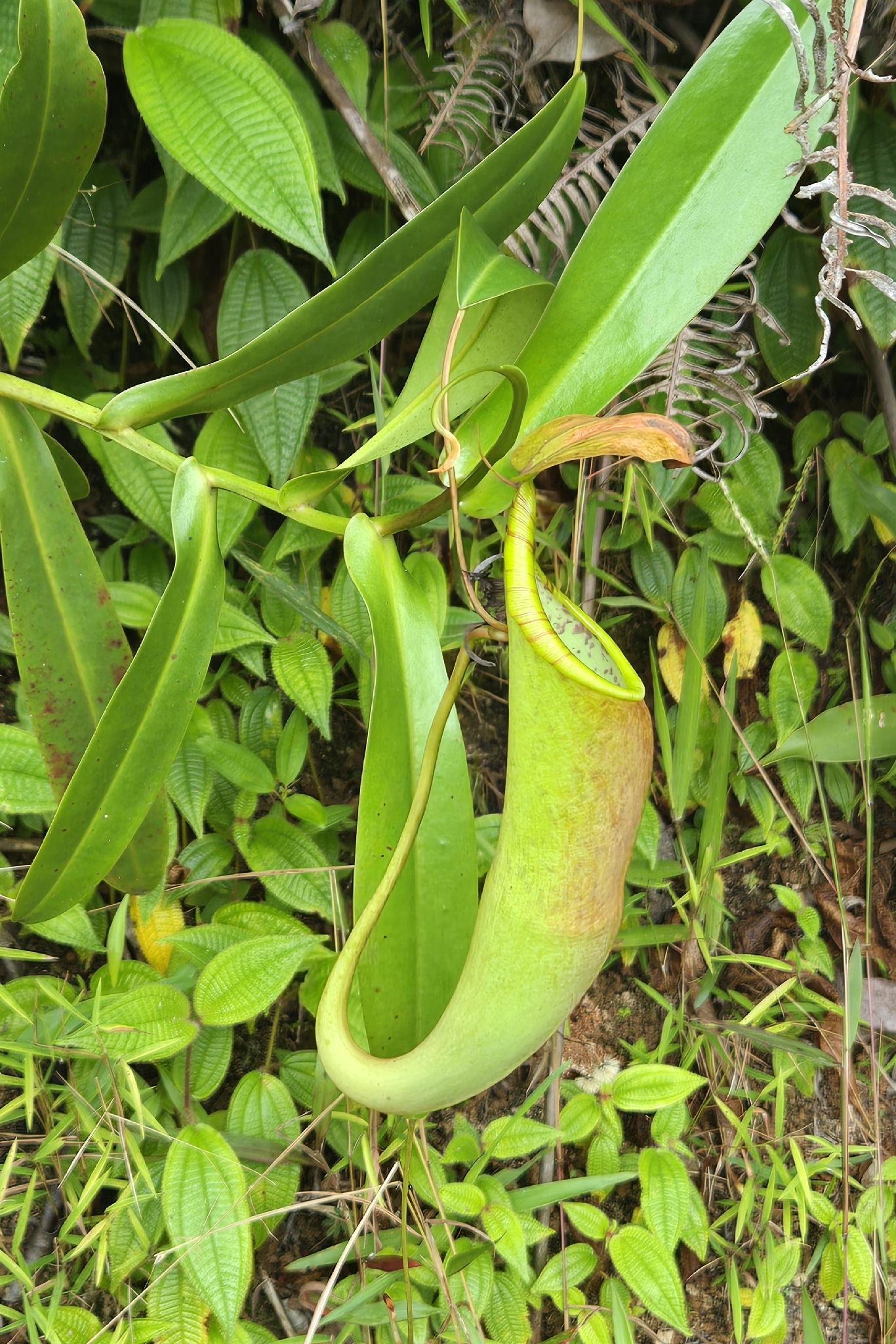 Photograph of Pitcher Plant (Nepenthes)
