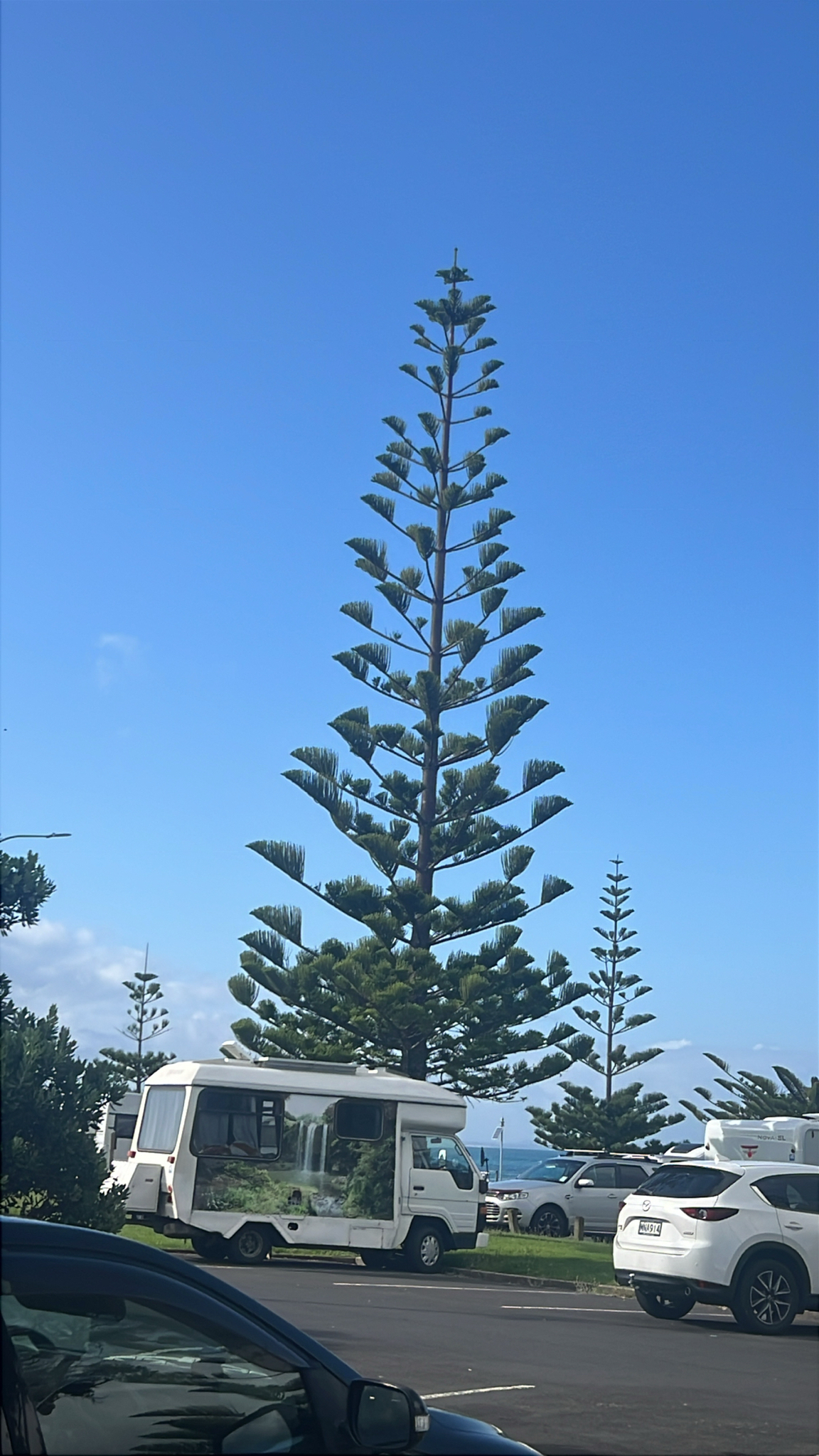 Photograph of Norfolk Island Pine