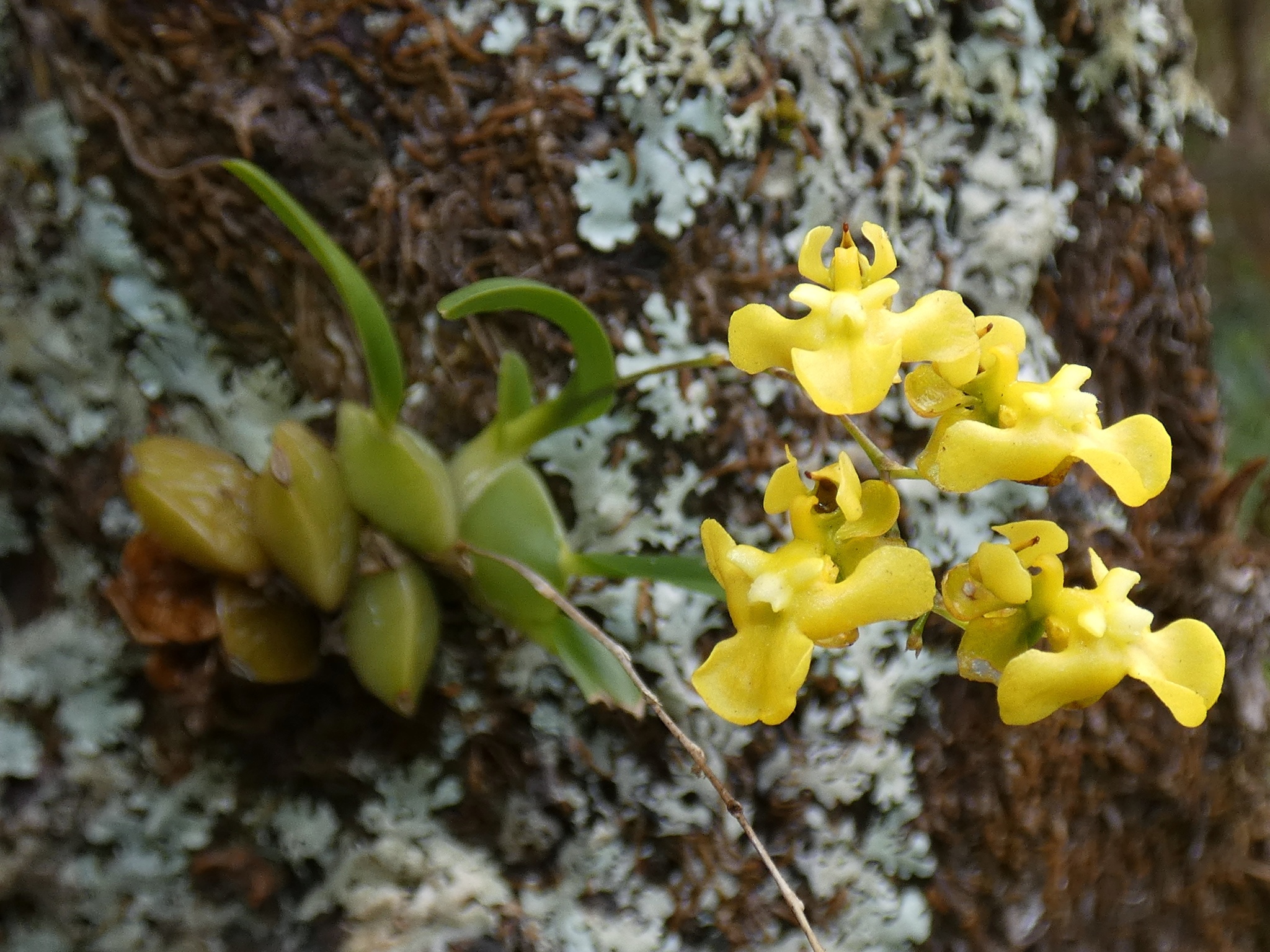 Photograph of Oncidium