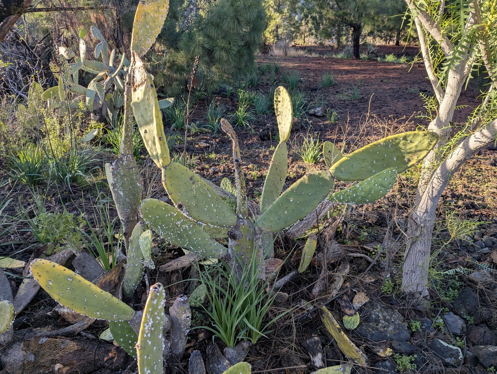 Photograph of Prickly Pear