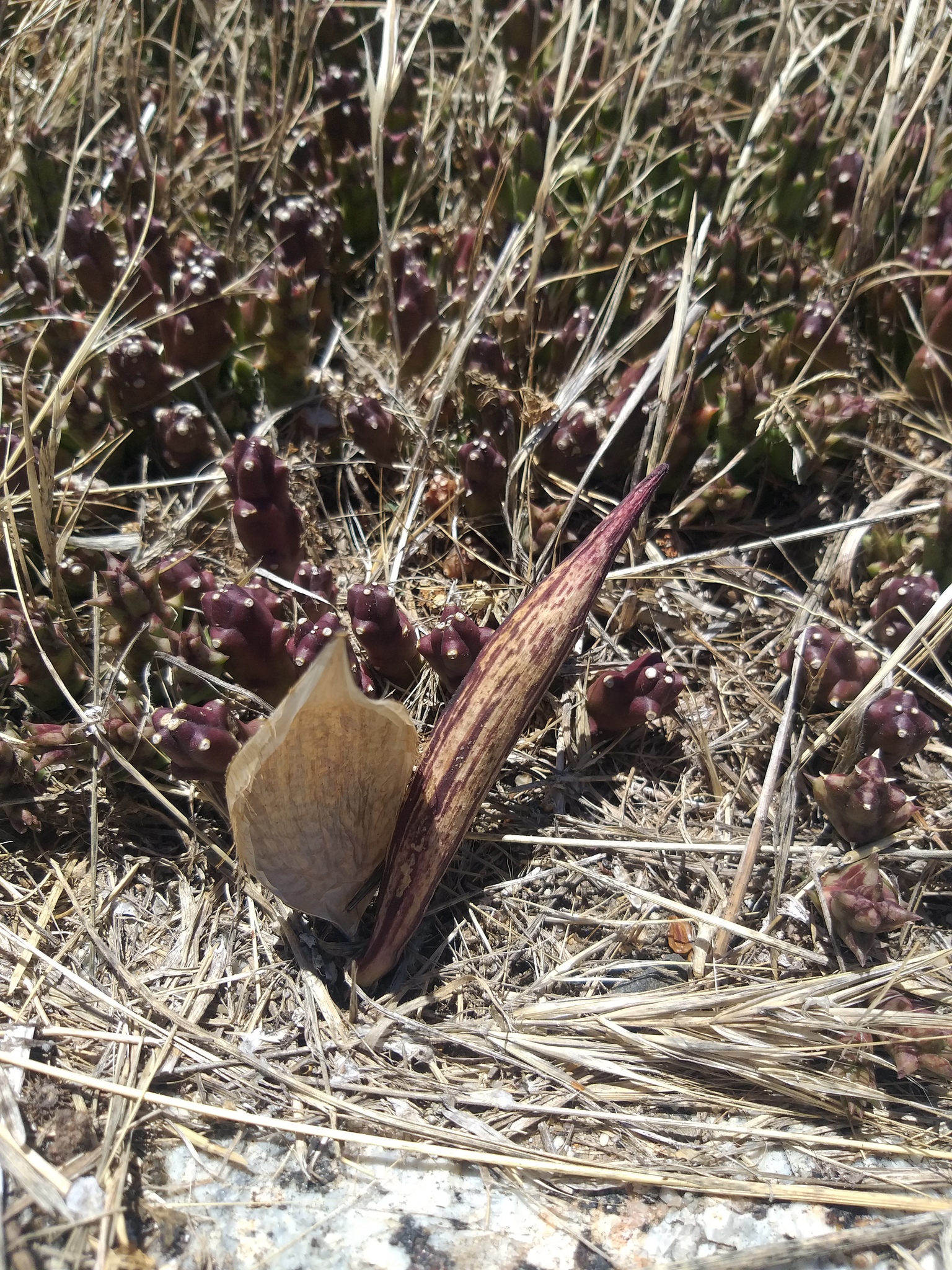 Photograph of Orbea