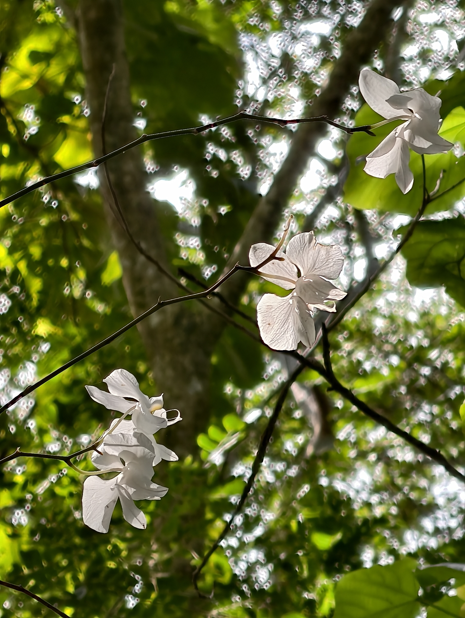 Photograph of Phalaenopsis Orchid