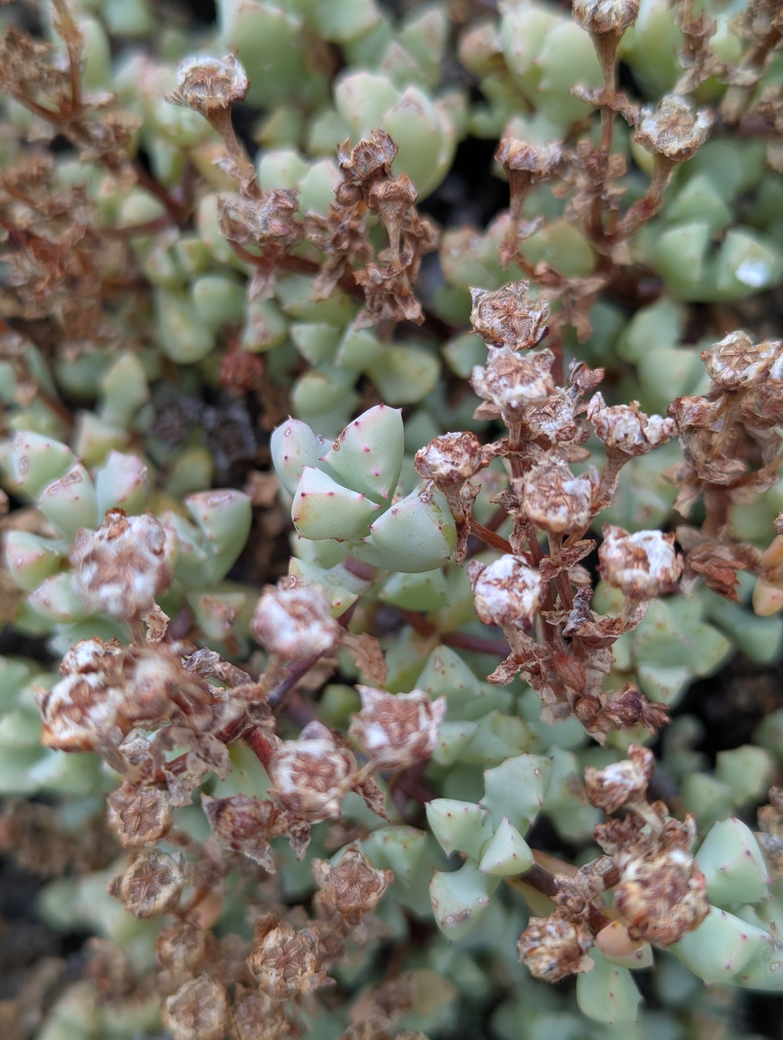 Photograph of Oscularia