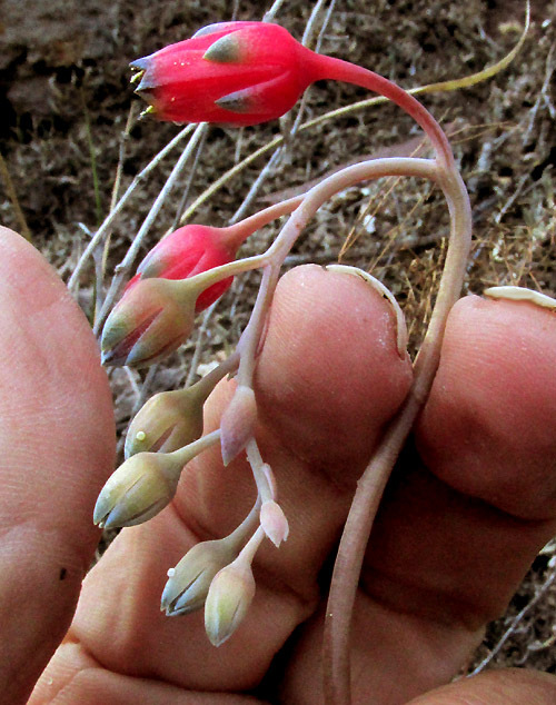 Photograph of Pachyphytum