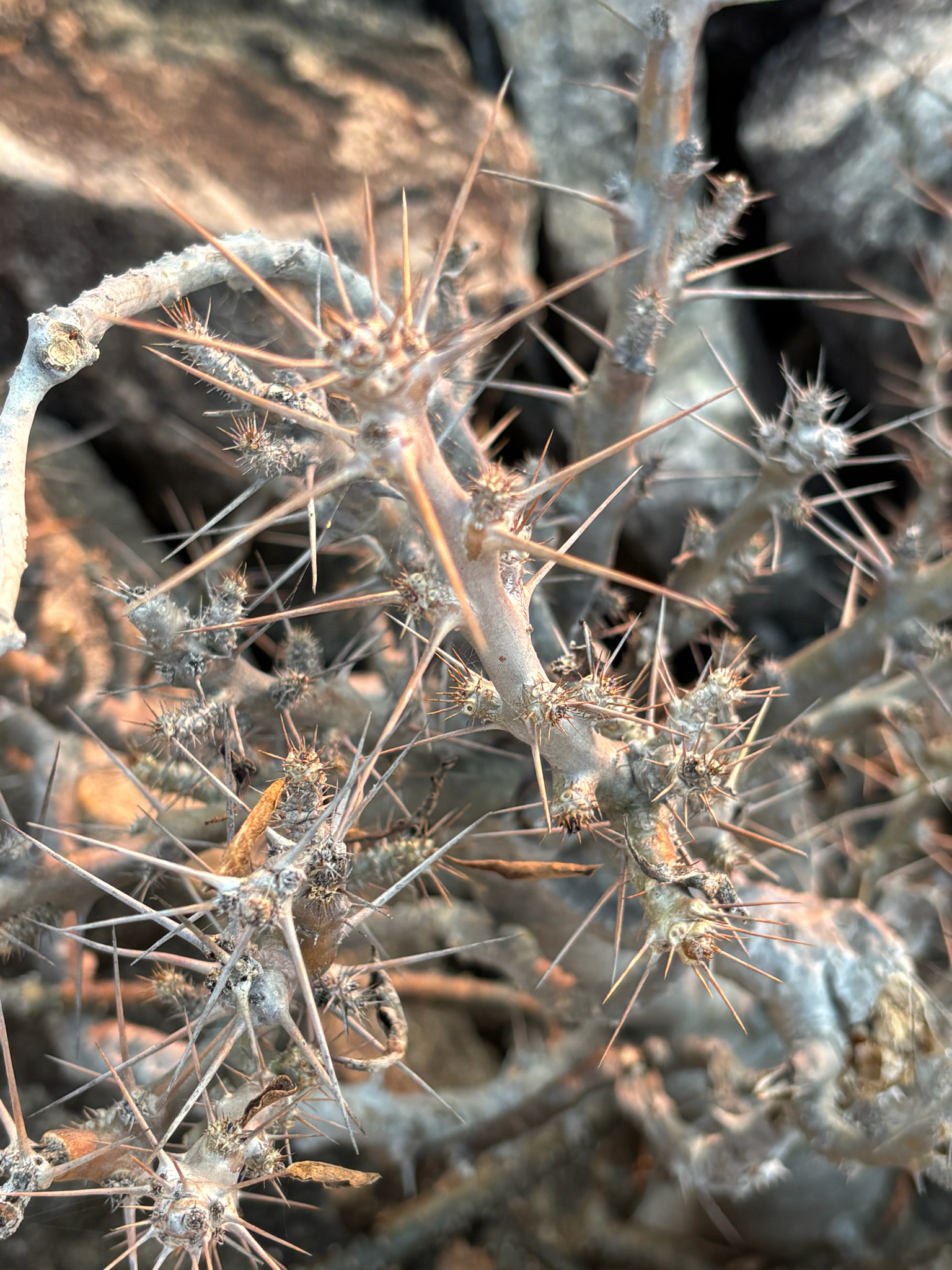 Photograph of Pachypodium