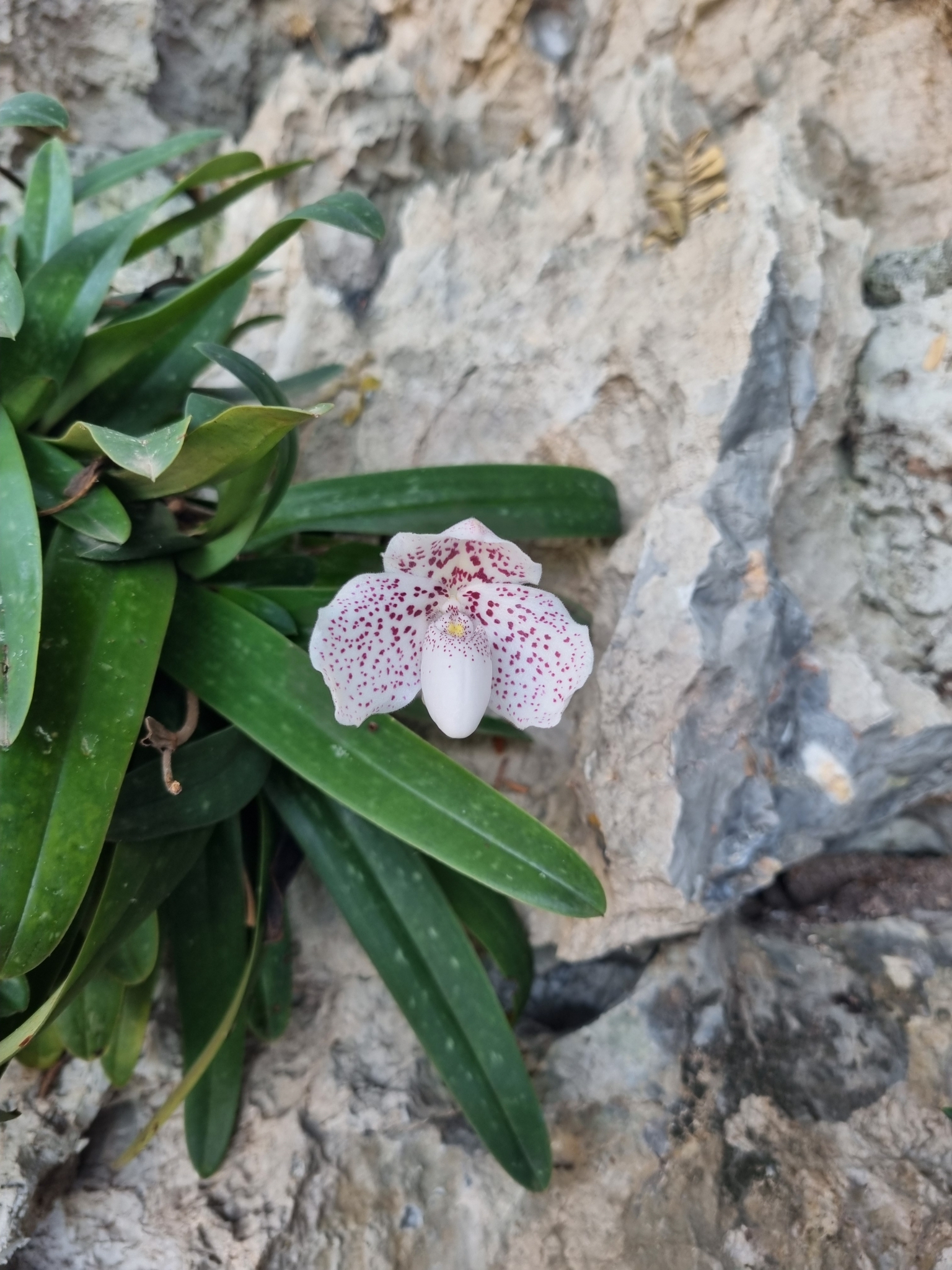 Photograph of Slipper Orchid