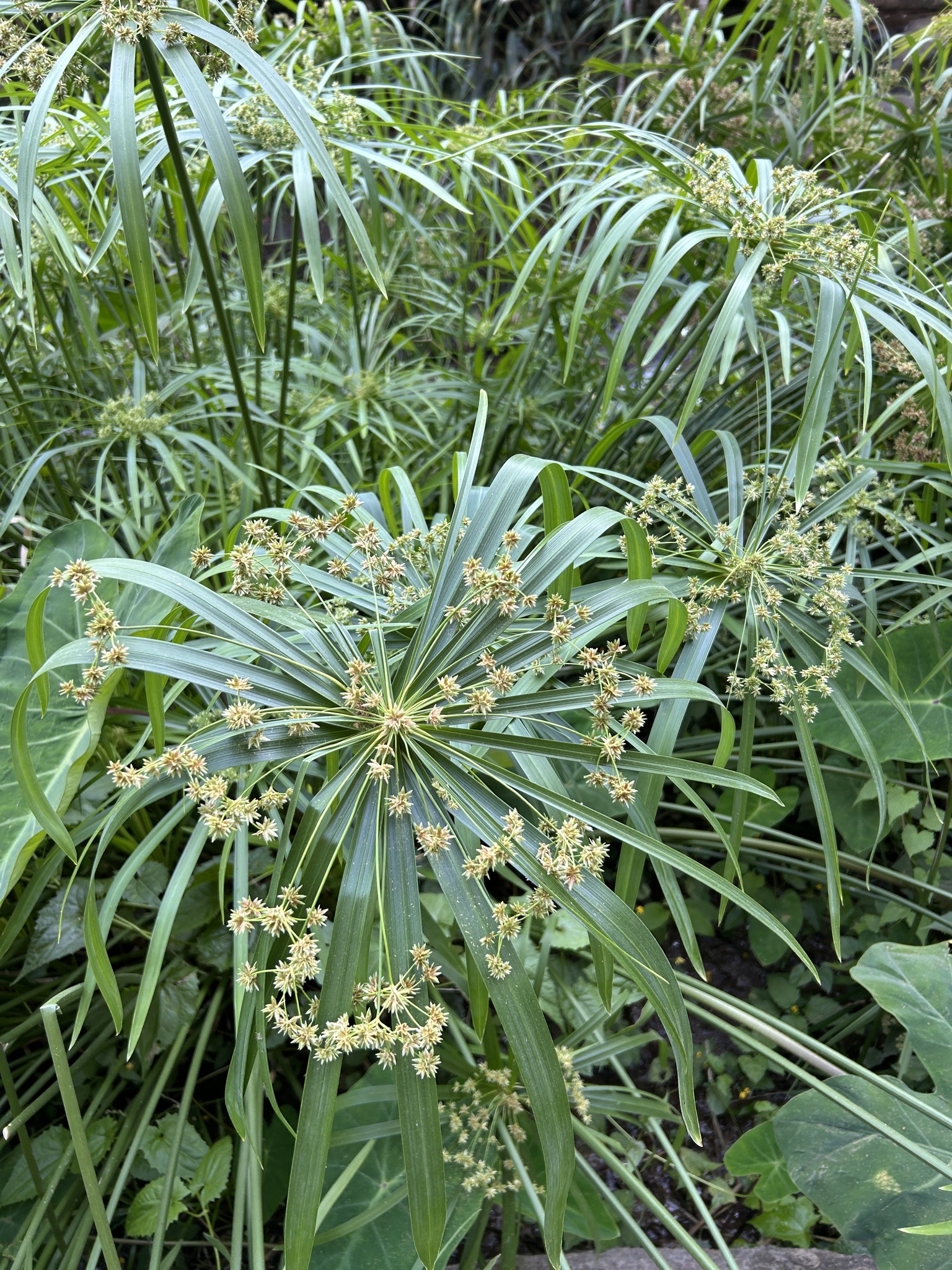 Photograph of Umbrella Papyrus
