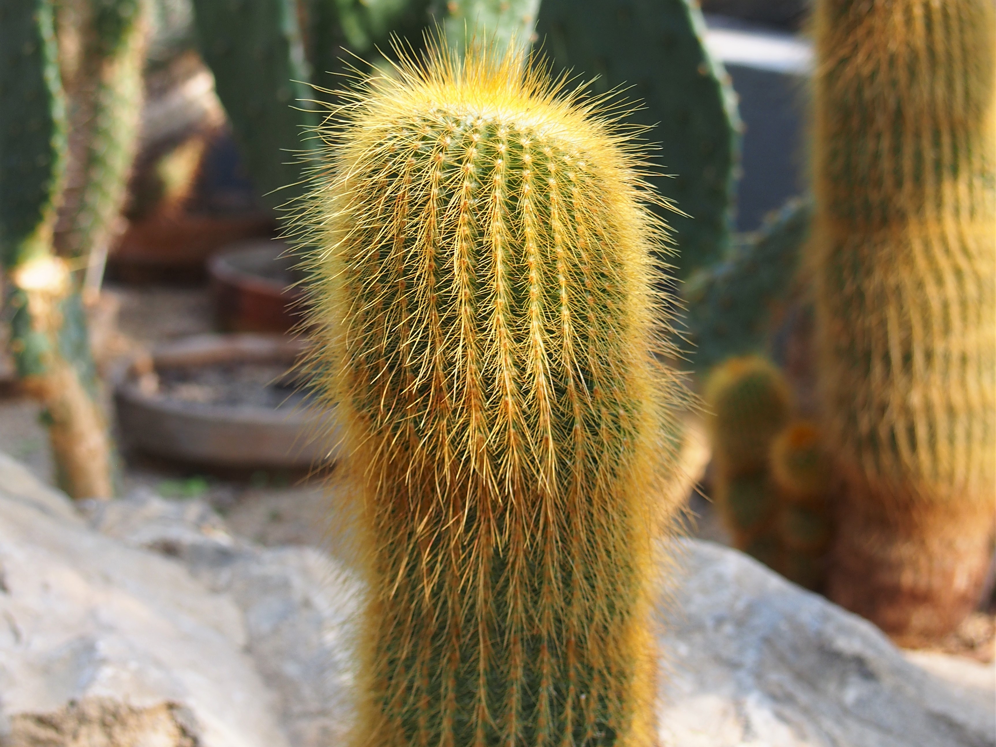 Photograph of Parodia