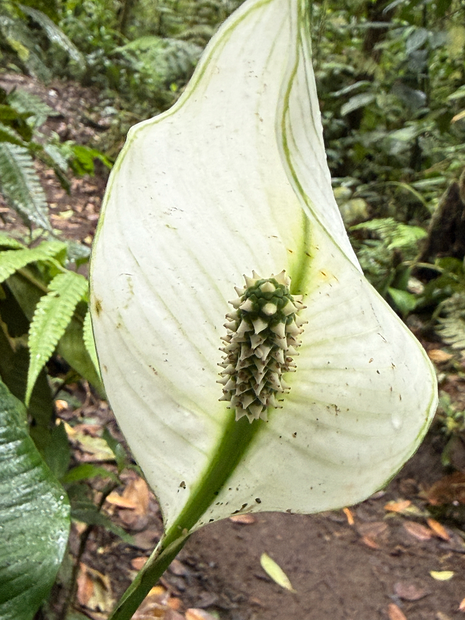 Photograph of Peace Lily