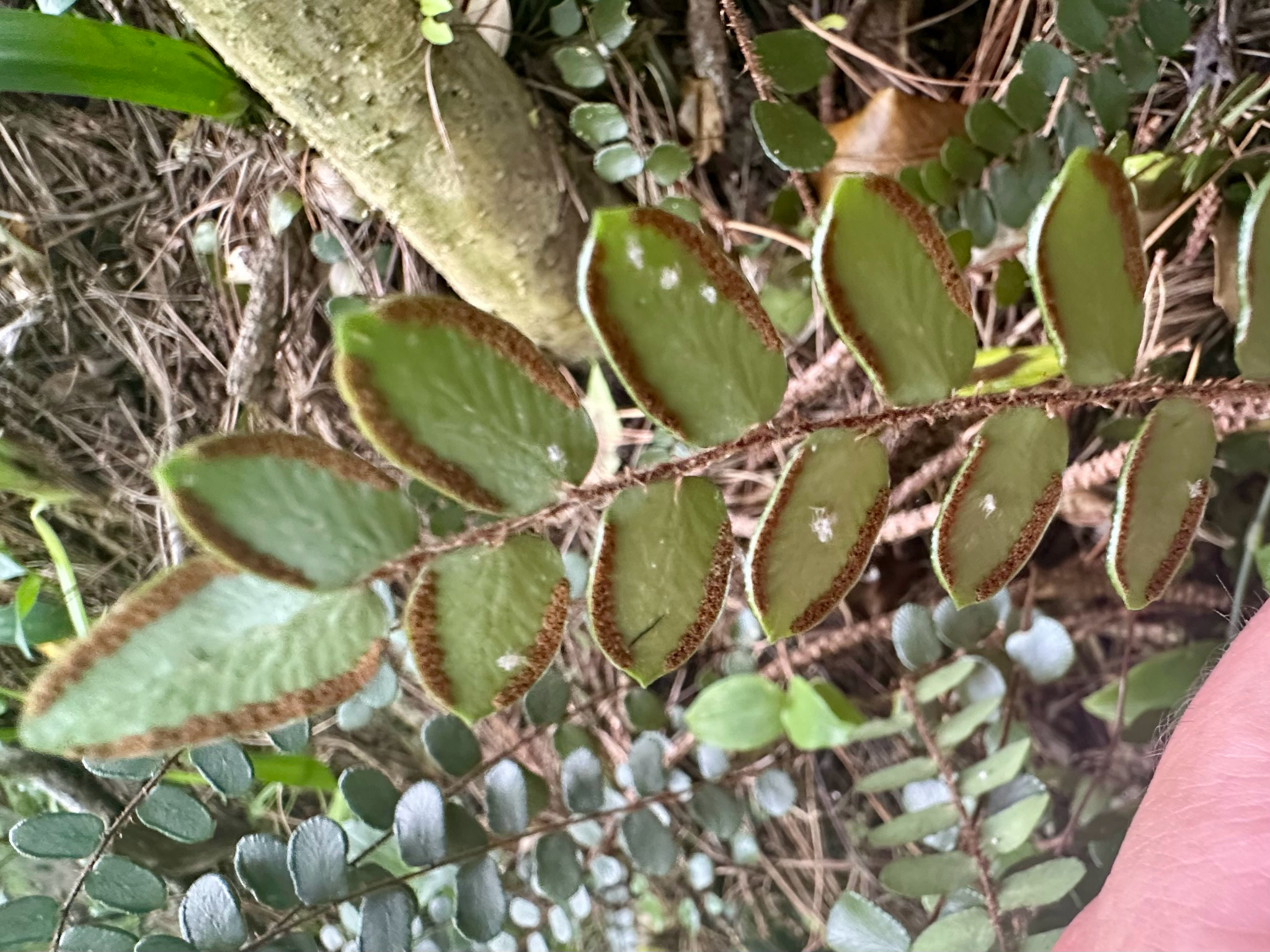 Photograph of Button Fern