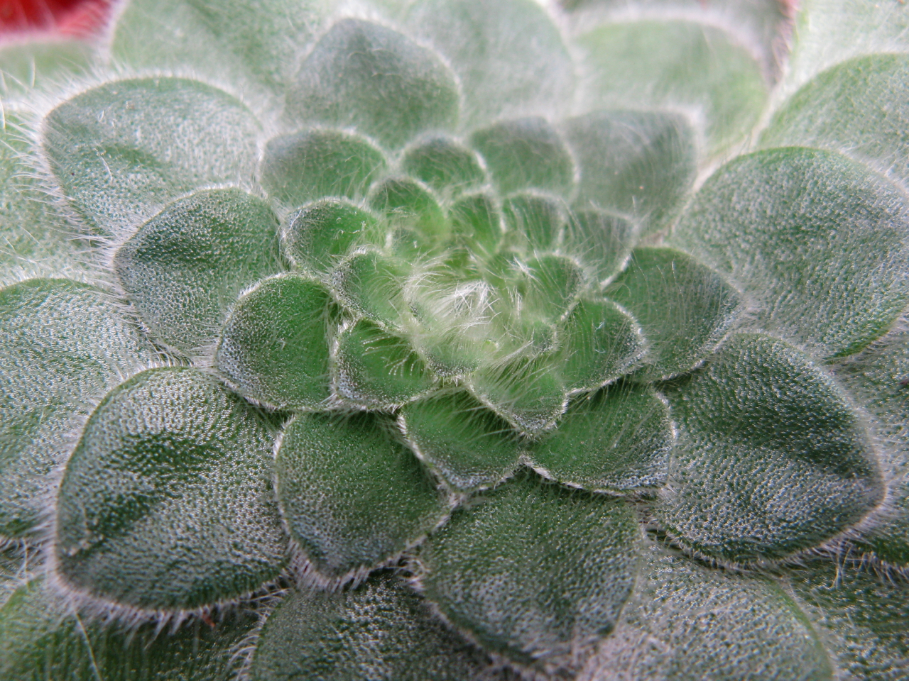 Photograph of Petrocosmea