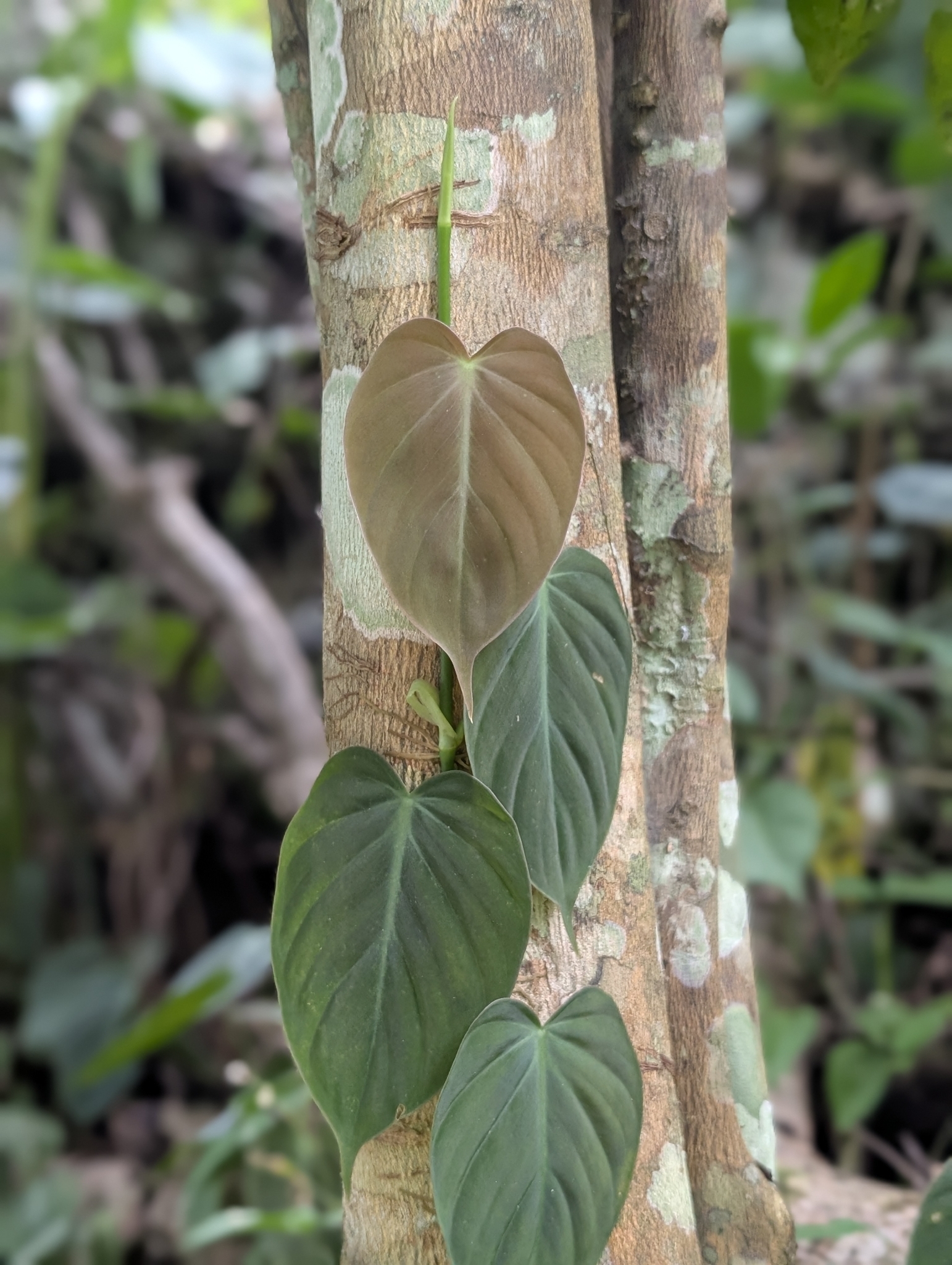 Photograph of Heartleaf Philodendron
