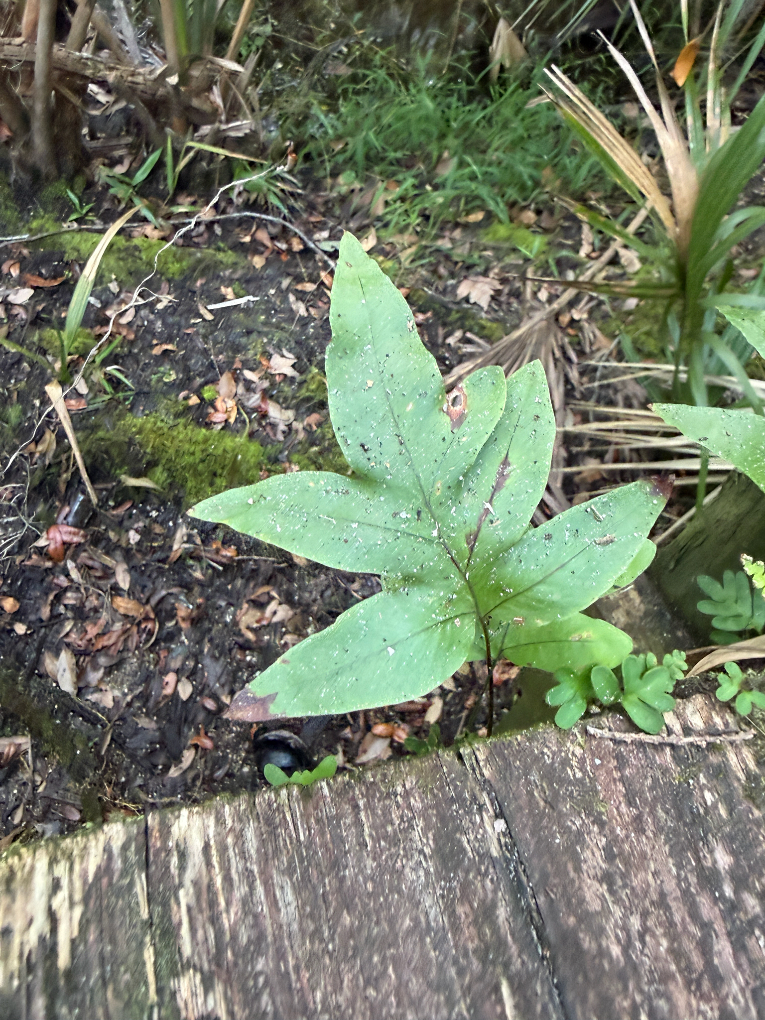 Photograph of Blue Star Fern