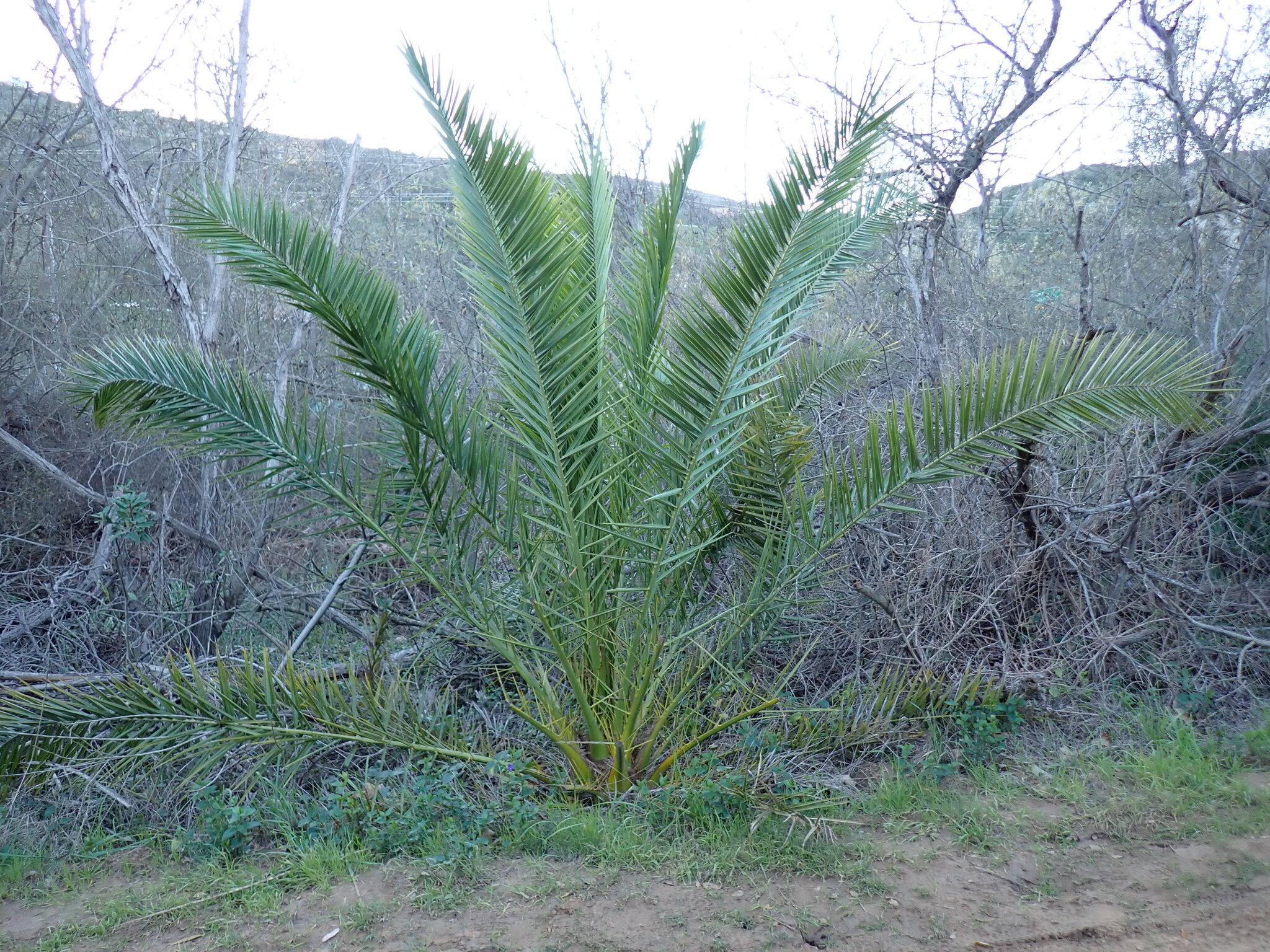 Photograph of Date Palm