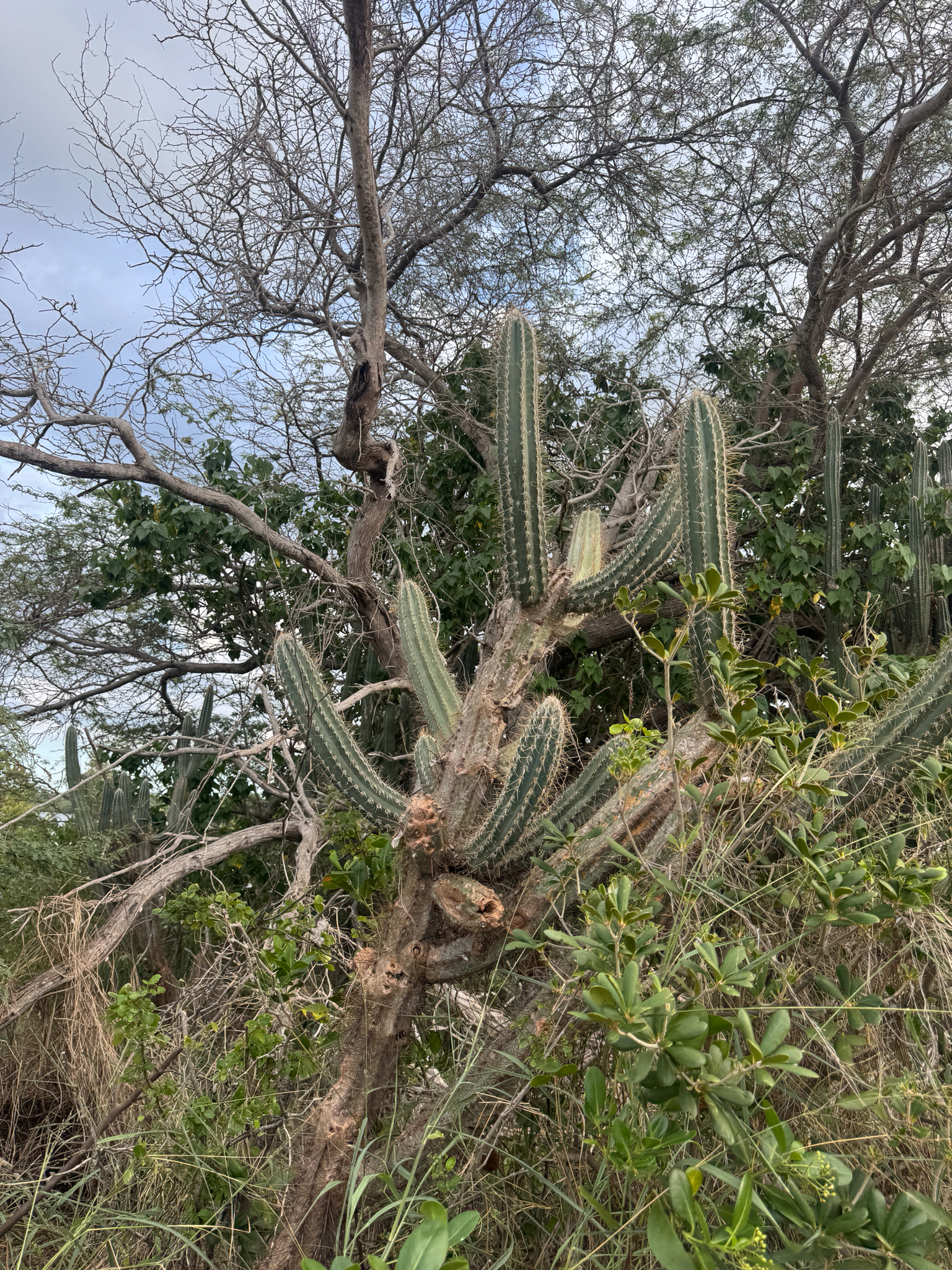 Photograph of Pilosocereus