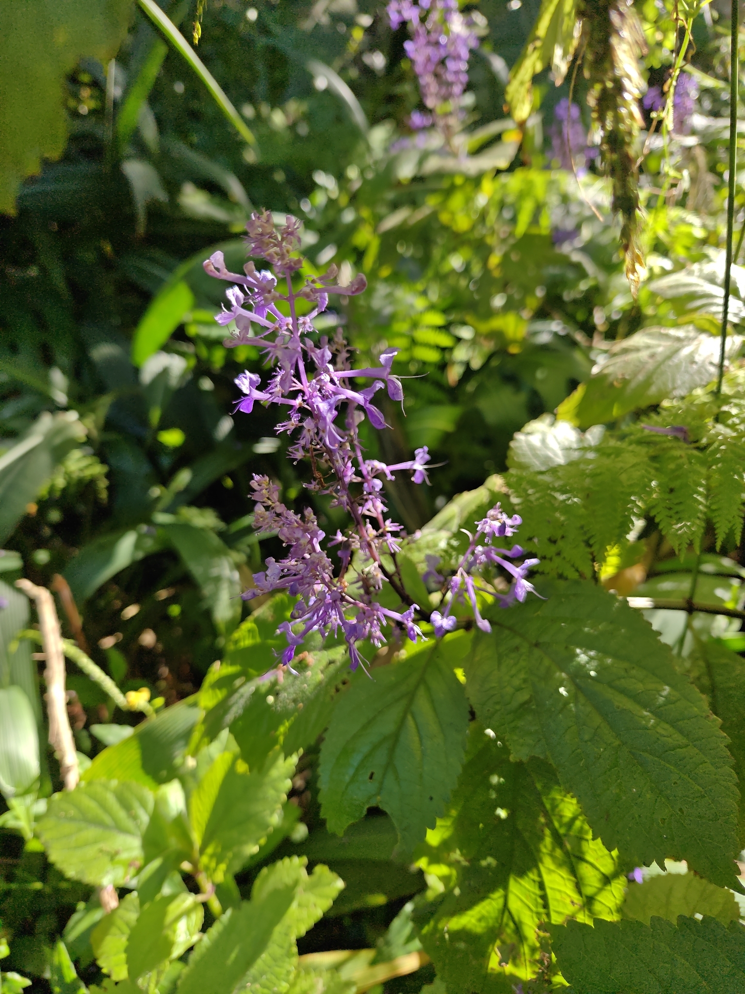 Photograph of Plectranthus