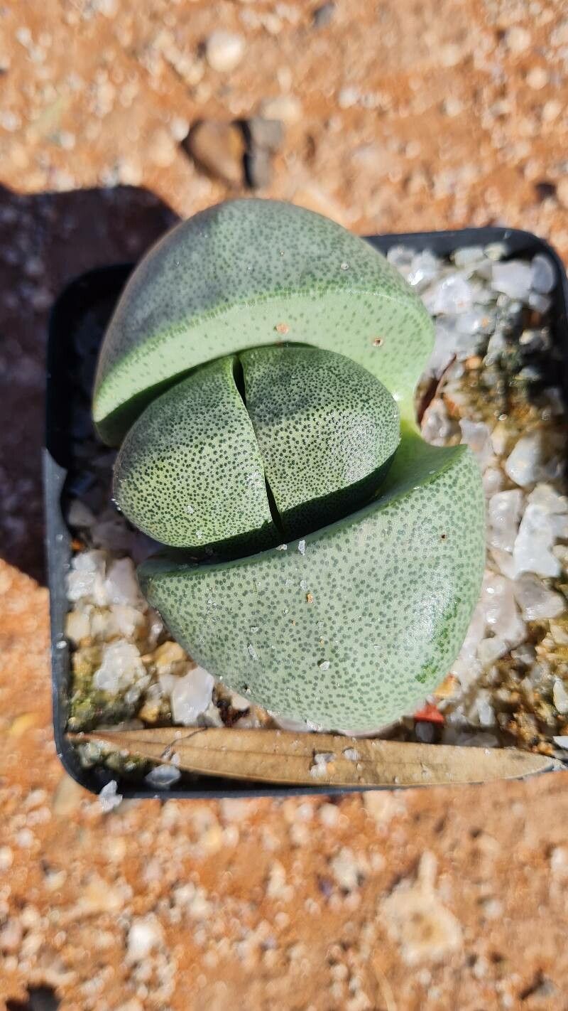 Photograph of Pleiospilos