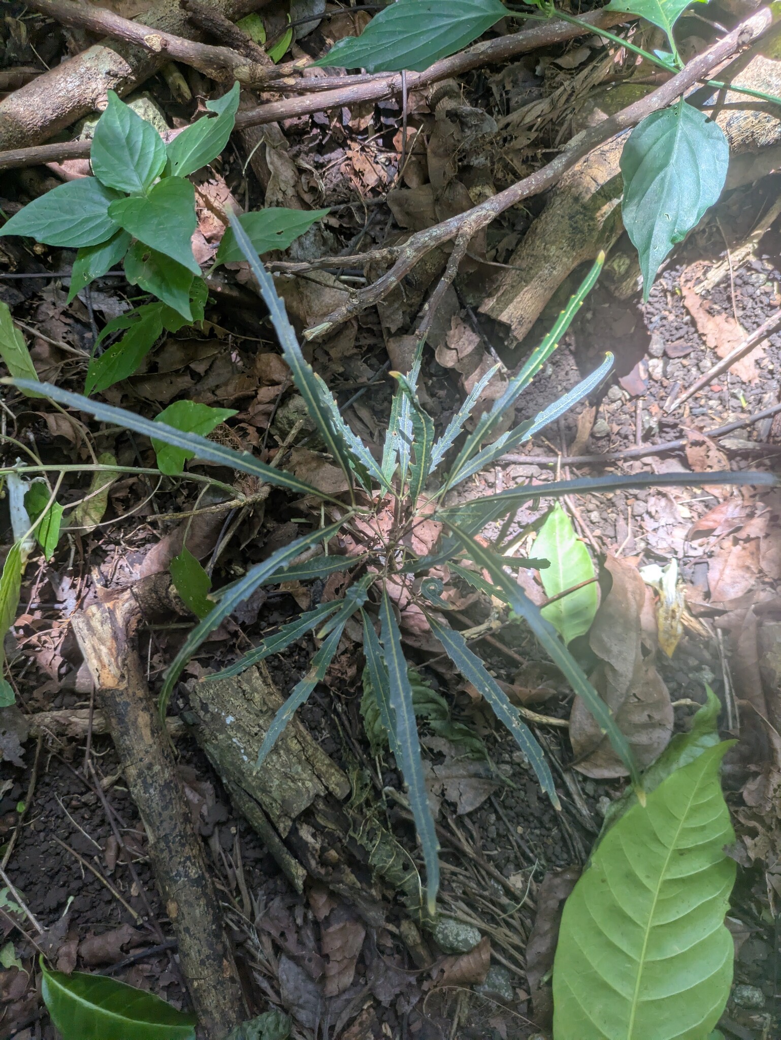 Photograph of False Aralia