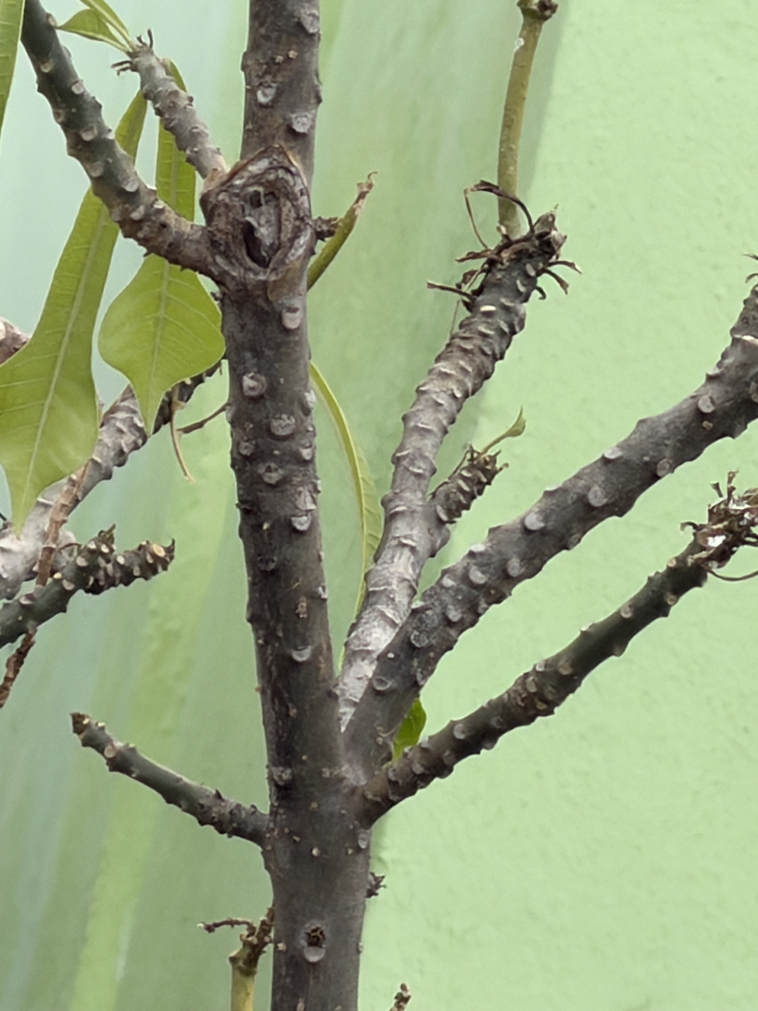Photograph of Frangipani