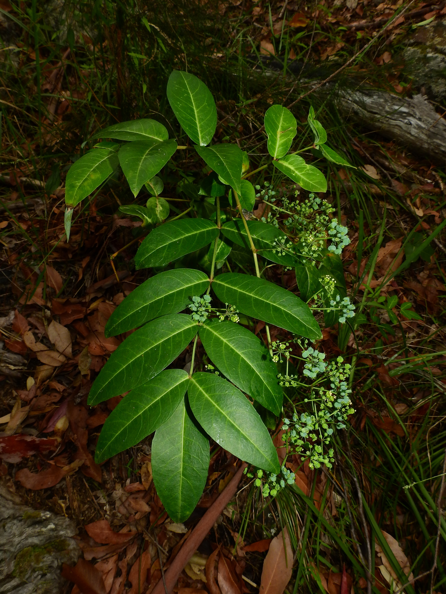 Photograph of Polyscias
