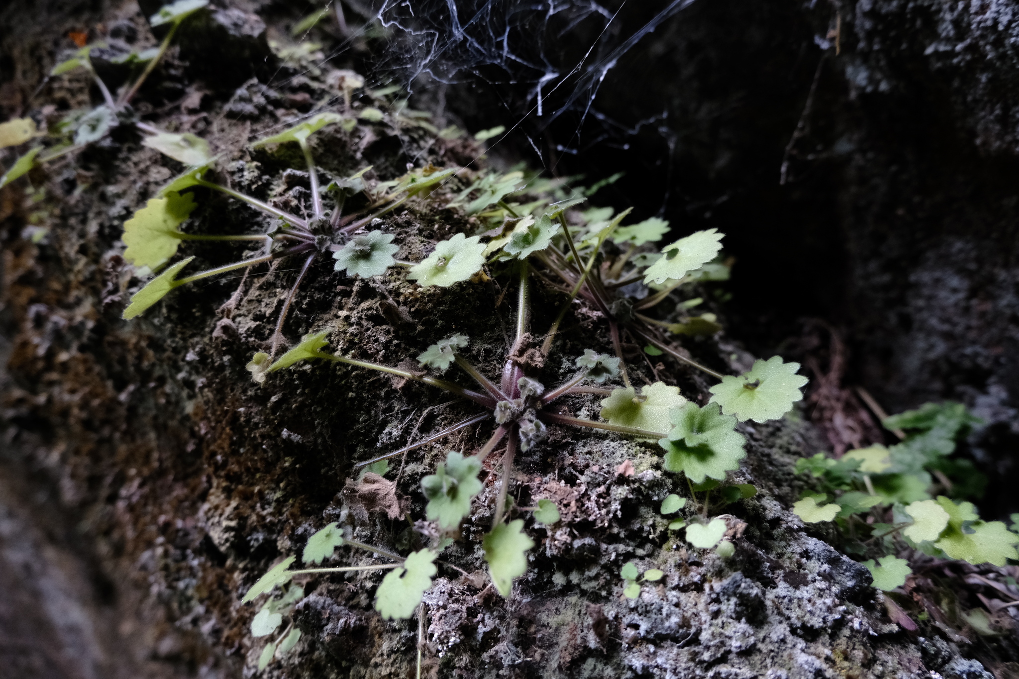 Photograph of Primulina