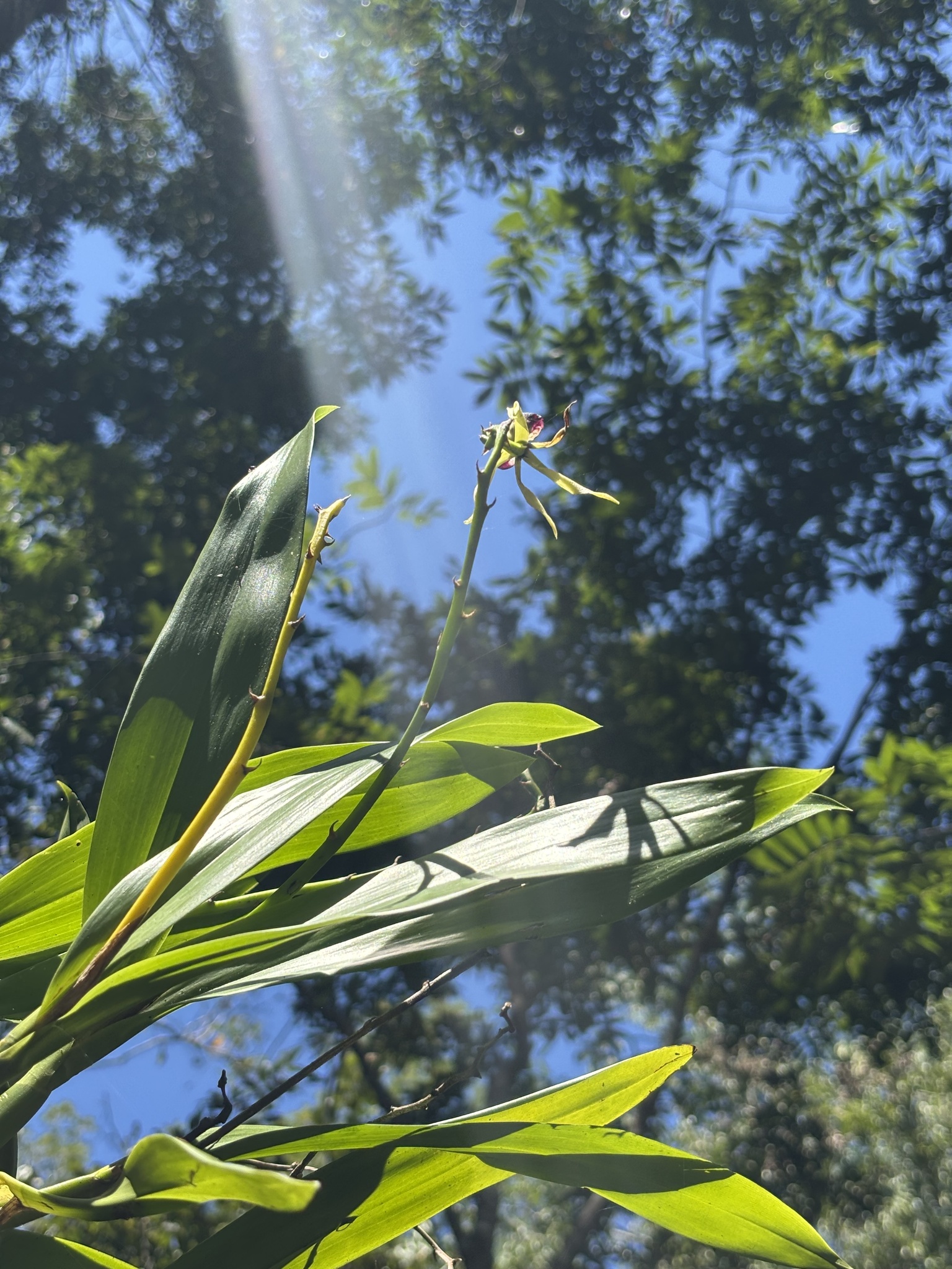 Photograph of Prosthechea