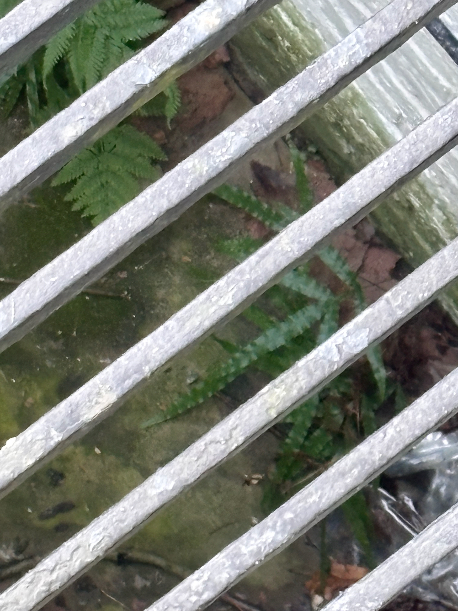 Photograph of Pteris