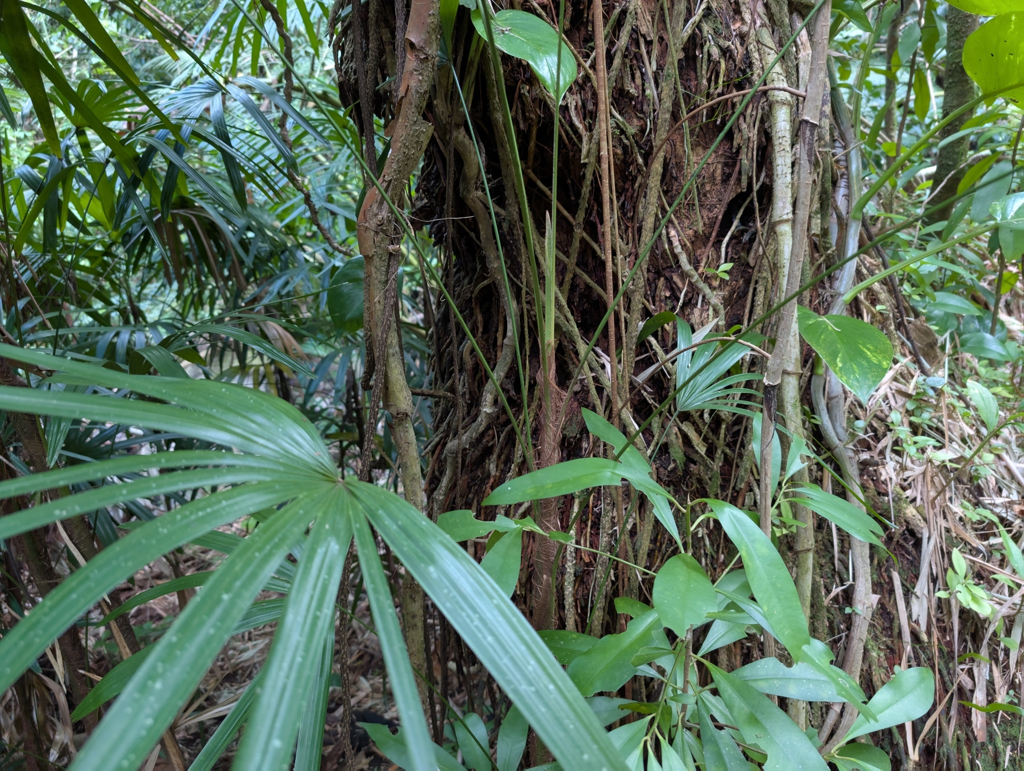 Photograph of Lady Palm