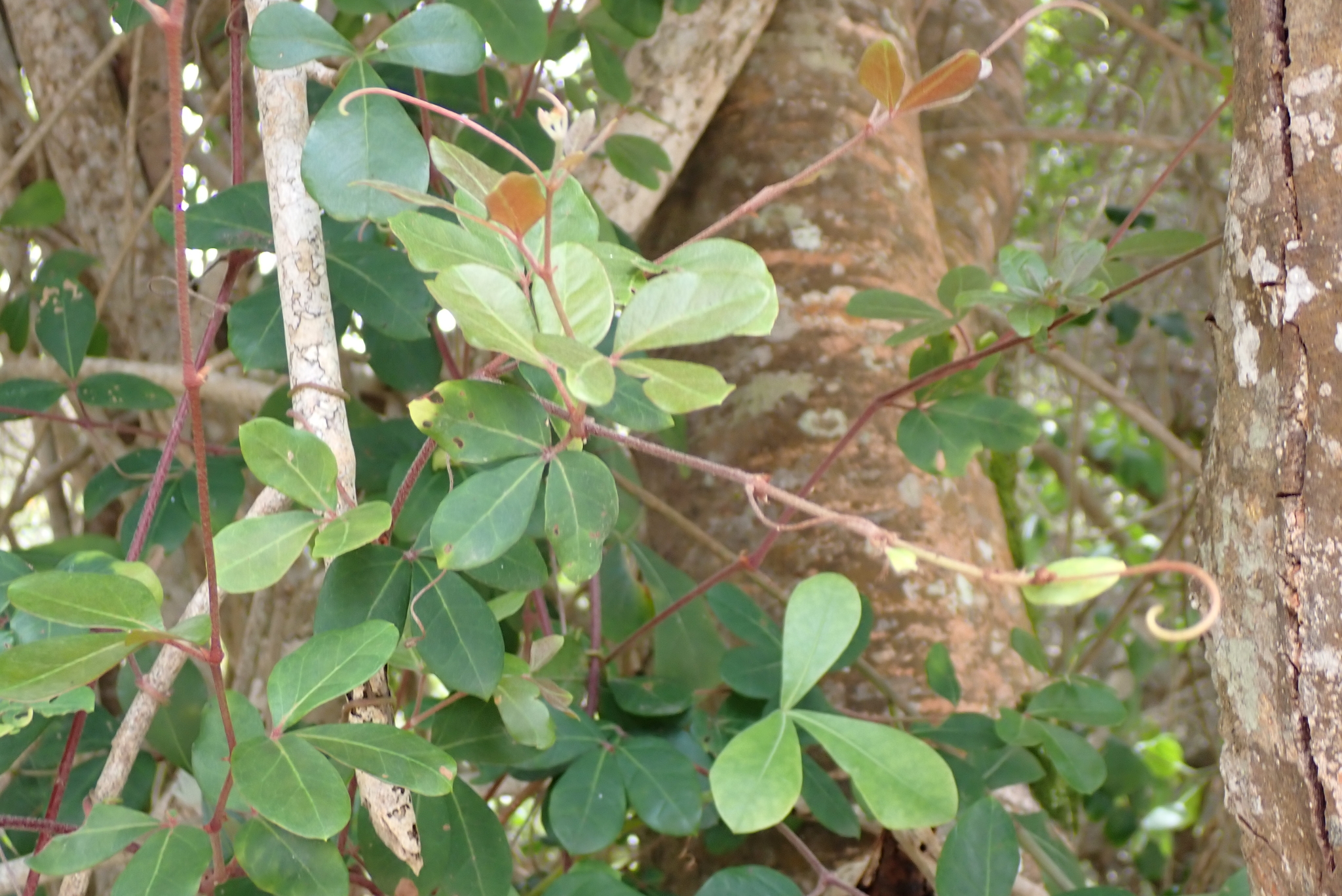 Photograph of Rhoicissus