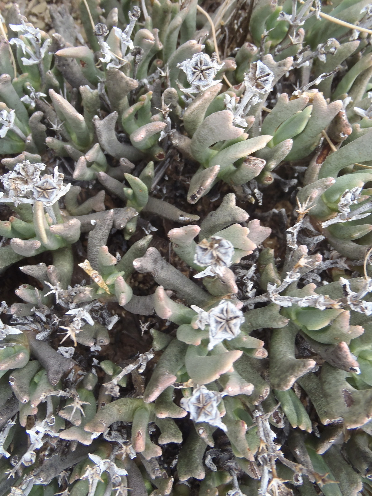 Photograph of Rhombophyllum