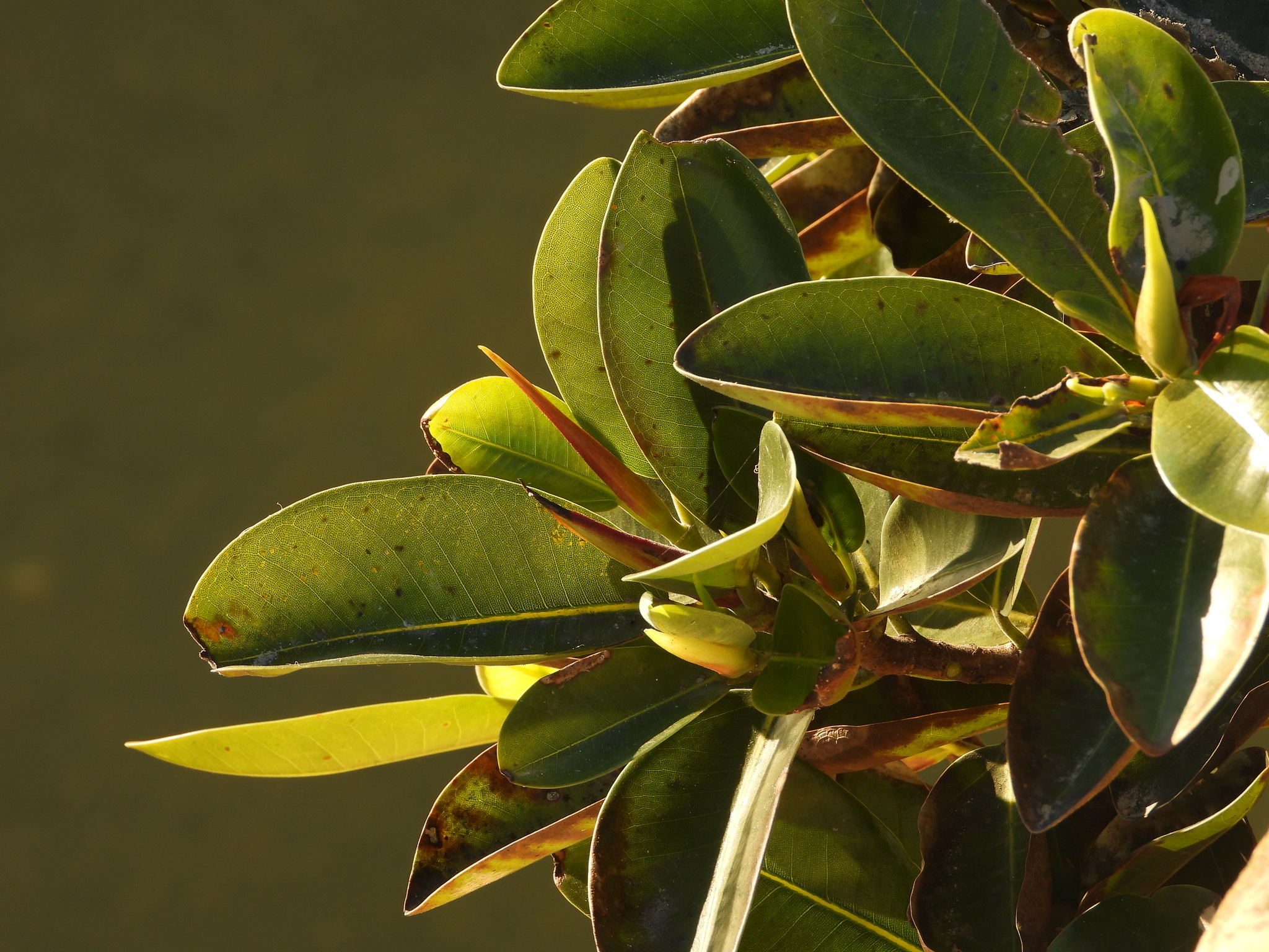 Photograph of Rubber Plant